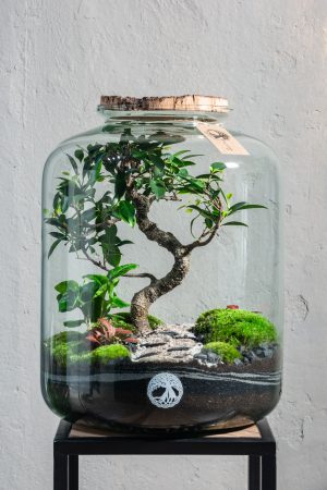 Ein Mini-Biotop im Glasgefäß