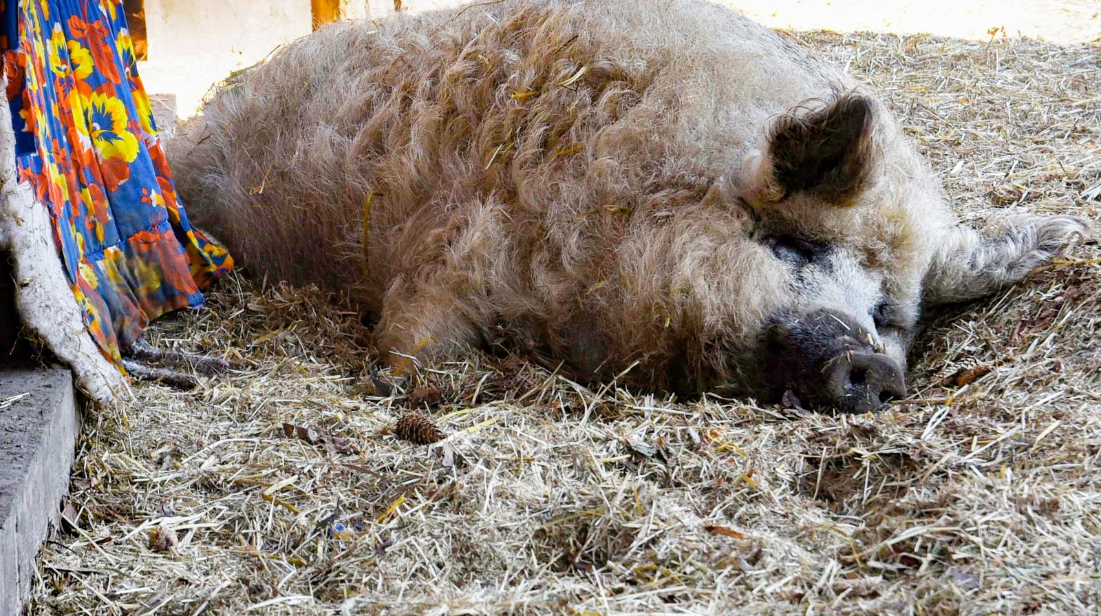 Auch ein Wollschwein gibt es auf dem Kinderbauernhof.