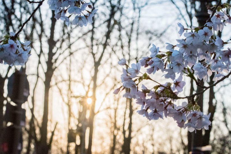 Frühlingsblüten im Sonnenlicht. Gibt es etwas Schöneres? Foto: imago images / Christian Spicker 