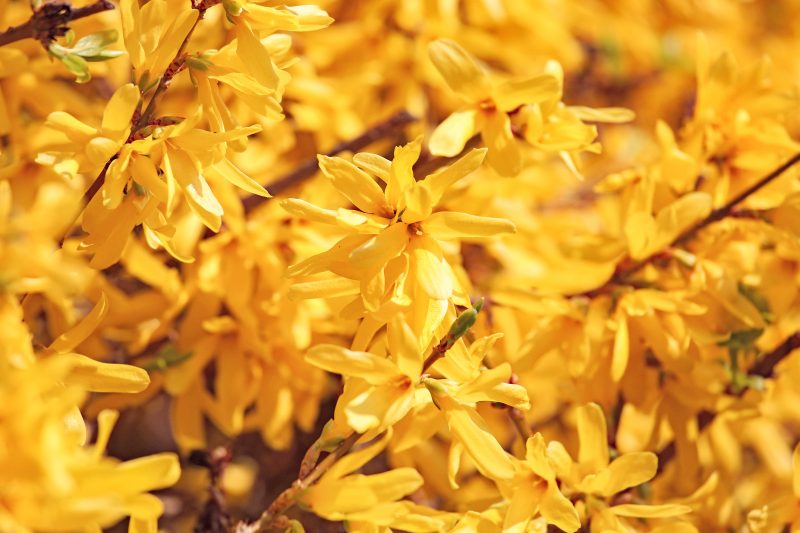 Auch viele Forsythien begeistern uns bereits mit ihren gelben Blühten. Foto: imago images / Frank Sorge