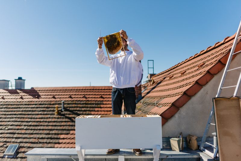 Angefangen hat Johannes Weber mit einer sogenannten Bienenbox auf dem eigenen Balkon. 