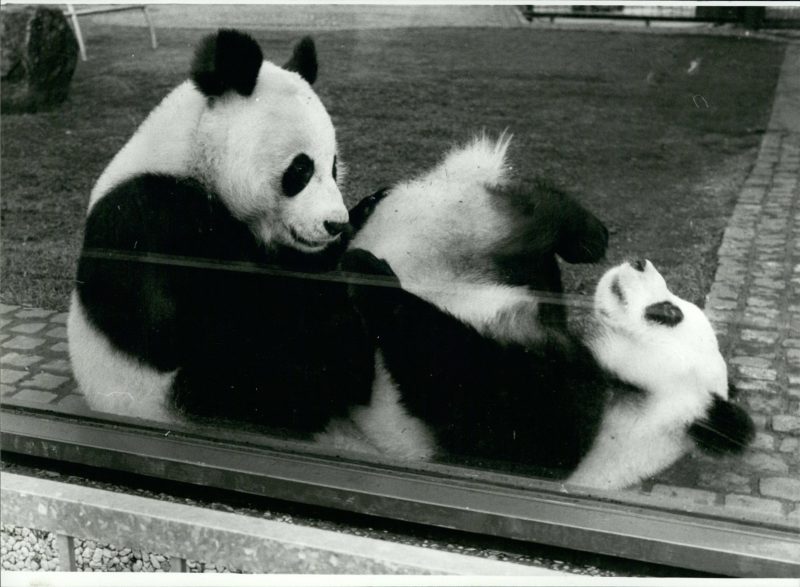 Pandabären im Zoologischen garten in West-Berlin. Damals hieß das Pärchen Bao-Bao und Tien-Tien. 