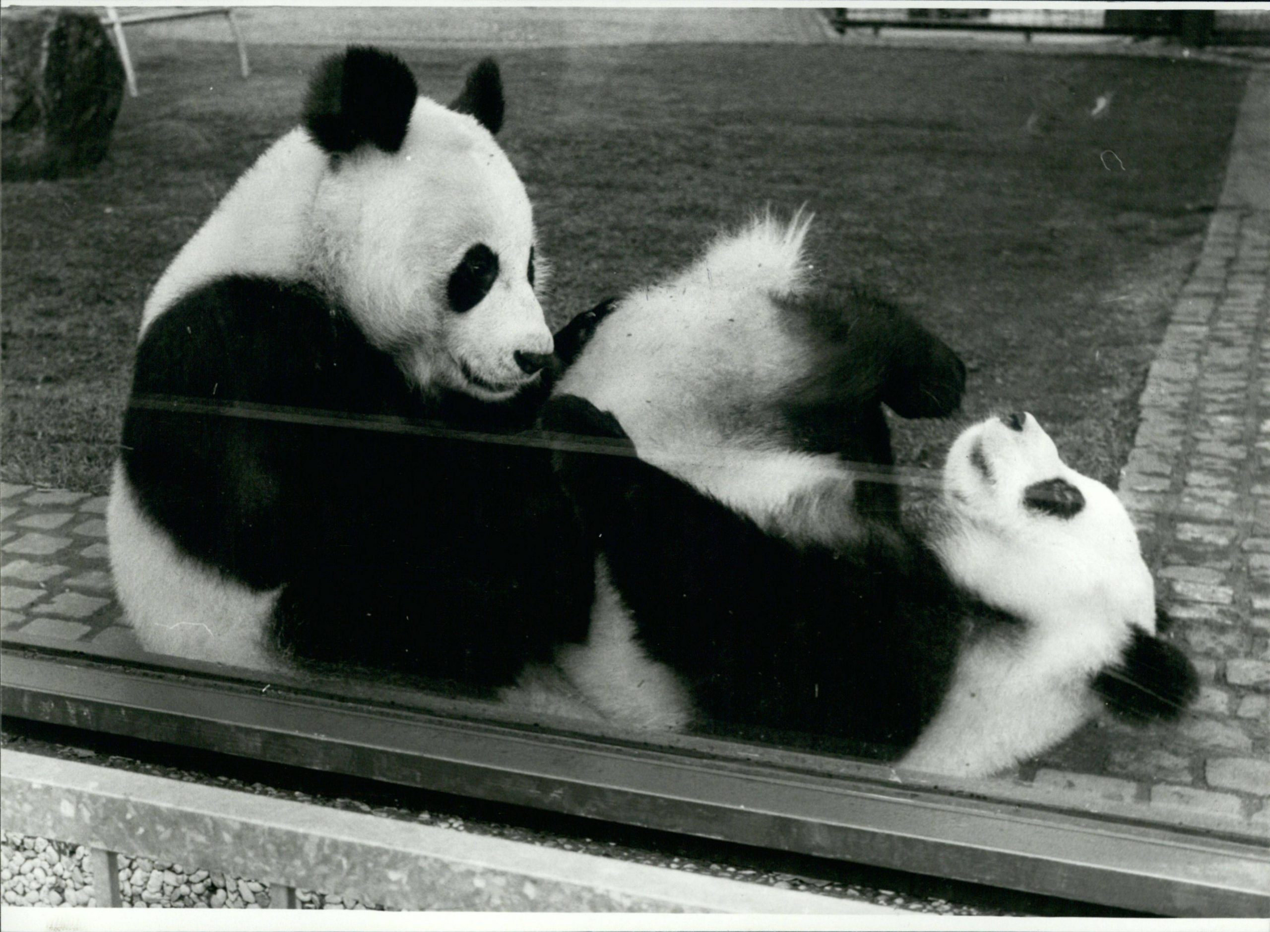 Pandabären im Zoologischen garten in West-Berlin. Damals hieß das Pärchen Bao-Bao und Tien-Tien. 