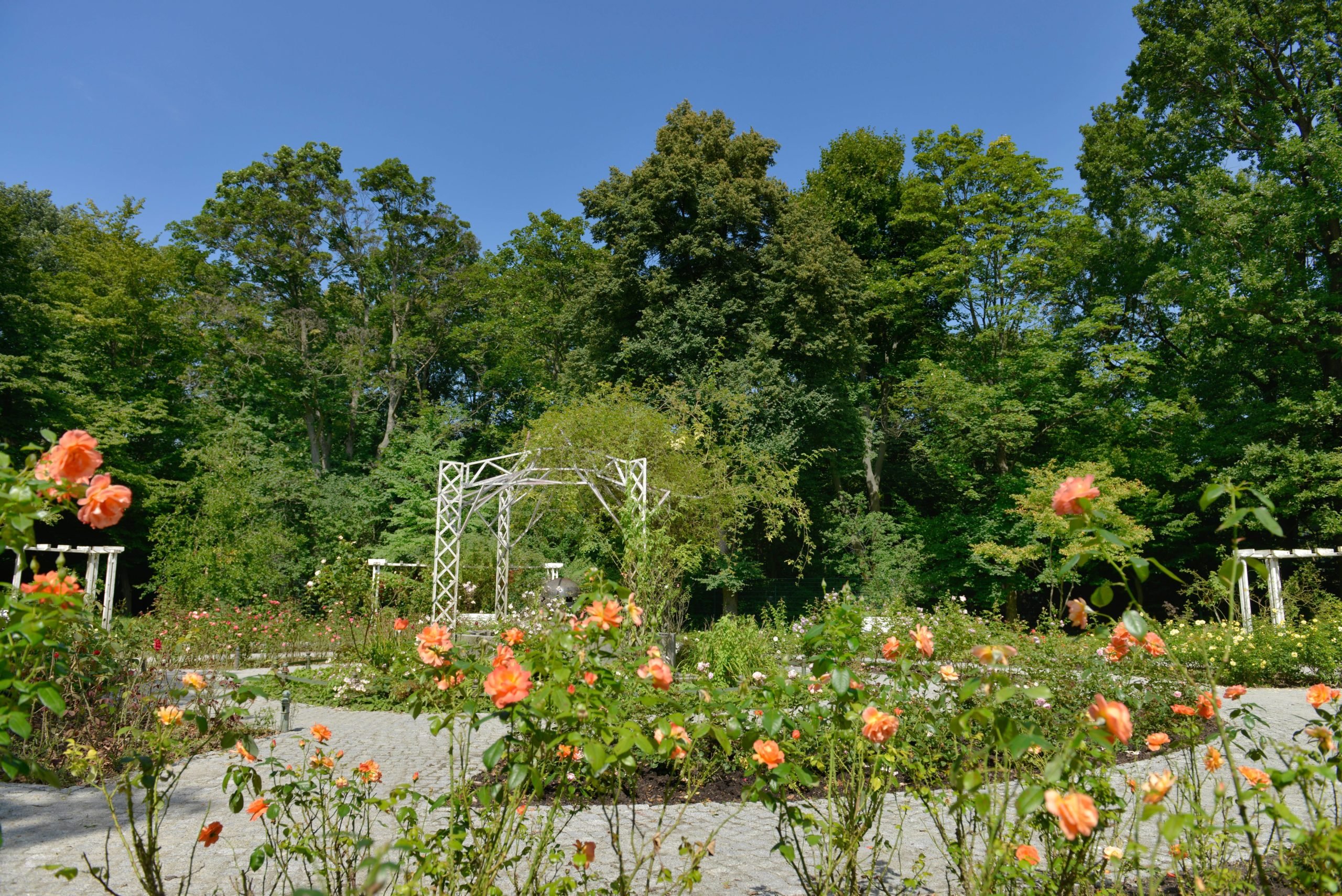 Nicht nur Wald und Wiesen findet man im Volkspark Hasenheide, sondern auch einen schönen Rosengarten. Foto: Imago/Schöning