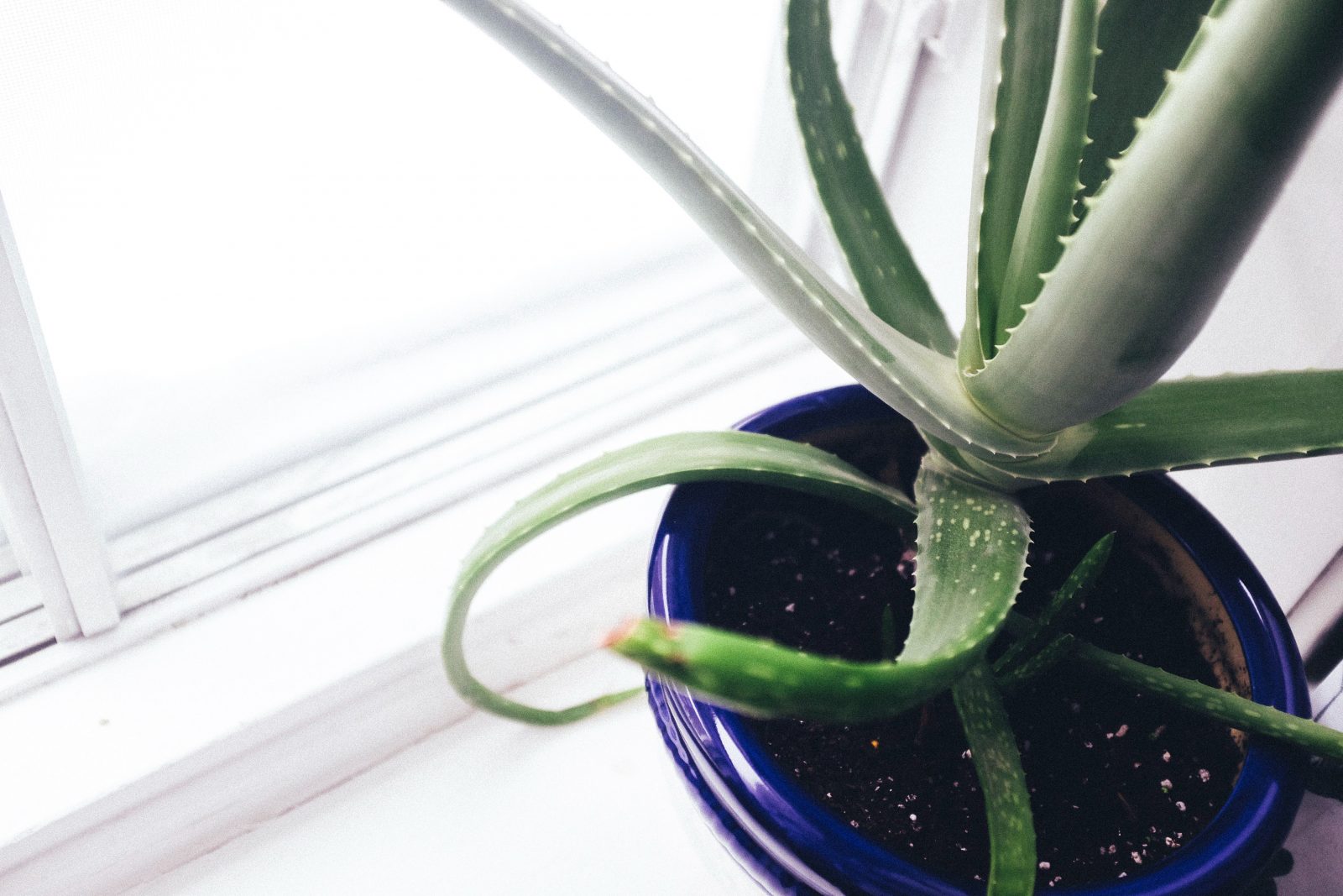 Benötigt wenig Wasser, kann aber viel davon speichern: pflegeleichte Zimmerpflanze Aloe Vera. 
