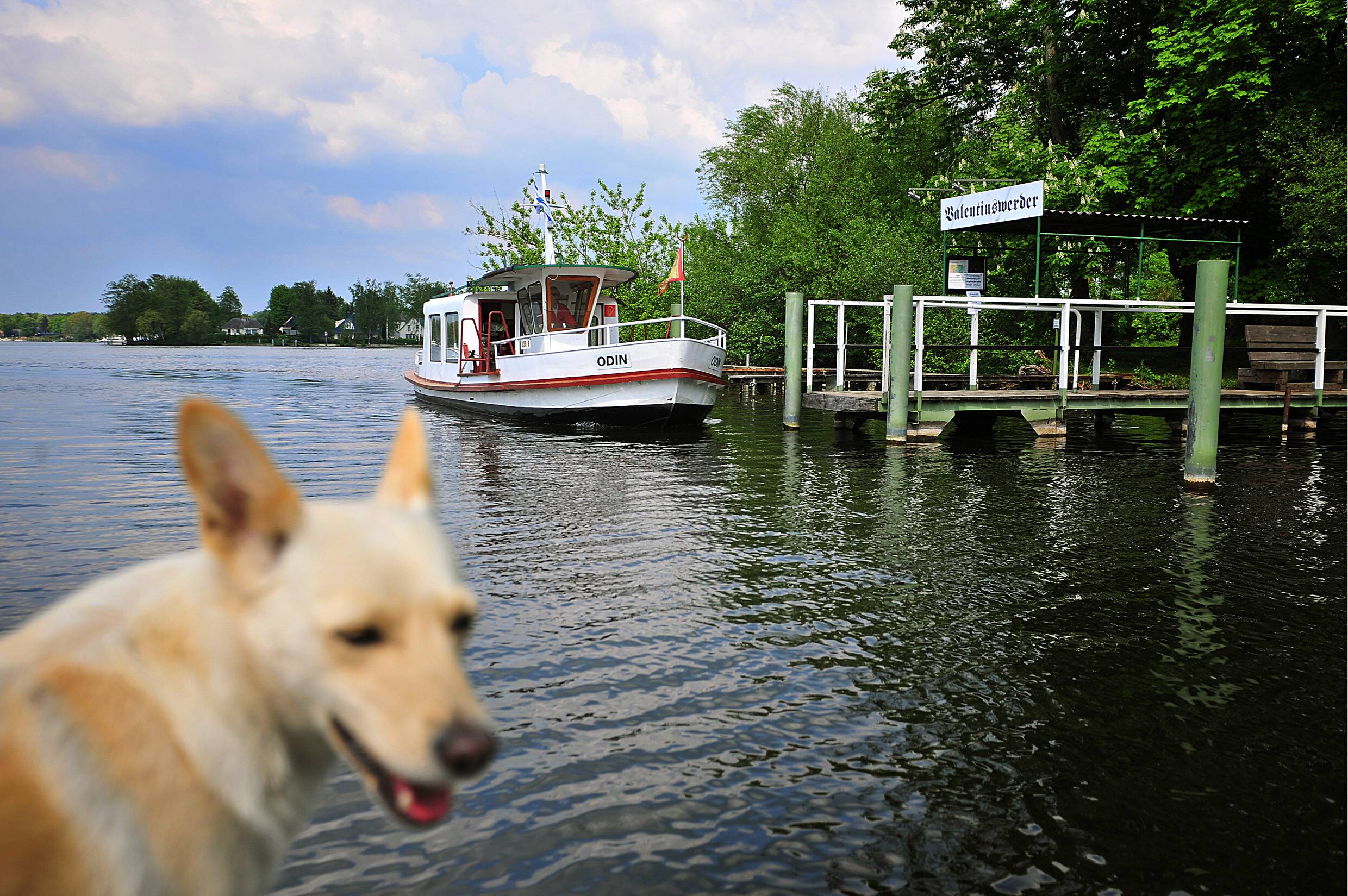Schiff (und Hund) ahoi – mit dem Boot geht es nach Valentinswerder. Foto: Imago Images/Lambert