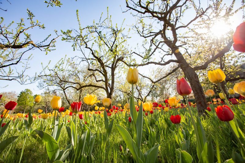 Bei schönem Wetter lädt der Britzer Garten zum Flanieren ein. Ein Höhepunkt ist die Tulpenblüte. Foto: imago images / Friedrichs
