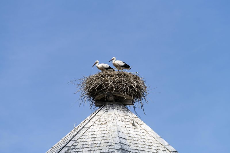 Junge Weißstörche im Nest auf dem Dach eines Wasserturms im Dorf Rühstädt. Foto: imago images/imagebroker