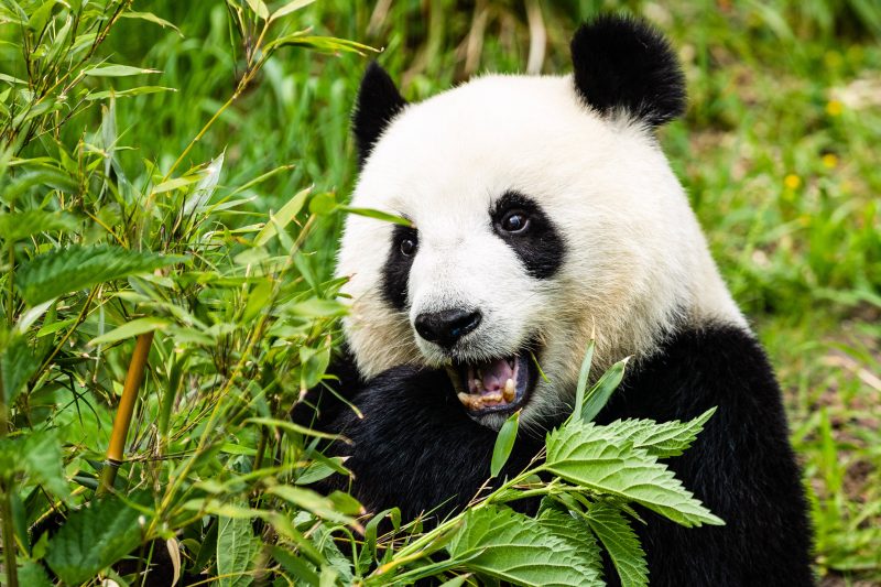 Der Zoo Berlin öffnet abends – zumindest die erwachsenen Pandas lasse sich dann bis 21 Uhr beobachten. Foto: Imago Images/Xinhua