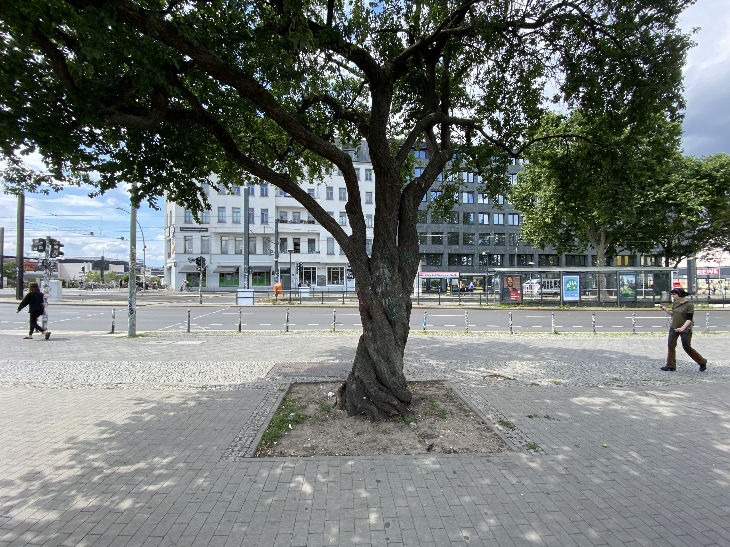 Besondere Bäume in Berlin zeichnen sich auch durch Widerstandsfähigkeit aus: Der Kirschbaum an der Warschauer Straße hält fast alles aus. Foto: Aida Baghernejad
