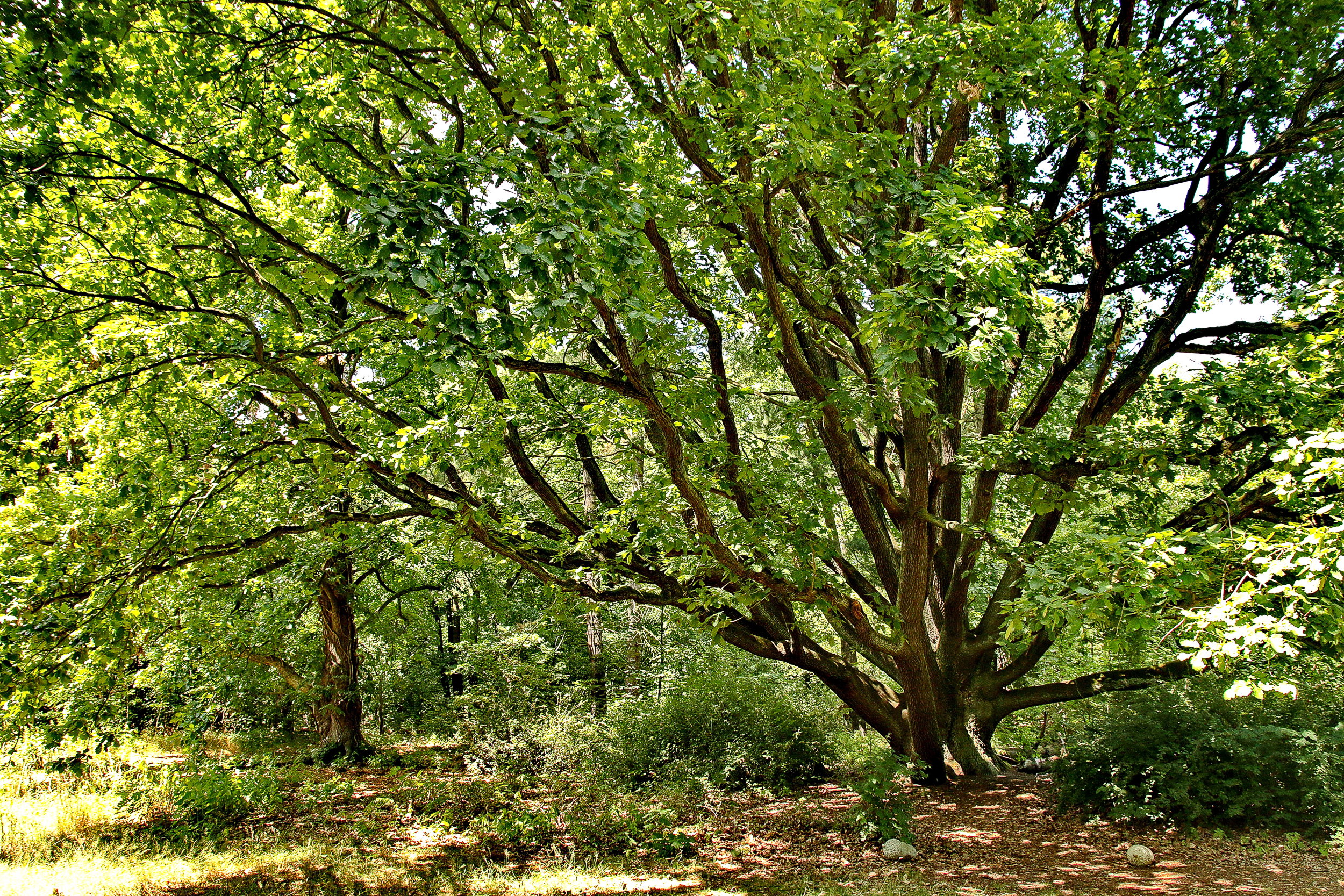 12 besondere Bäume in Berlin: der härteste, der dickste, der älteste und mehr: Perfekter Kletterbaum: diese Traubeneiche auf der Pfaueninsel.