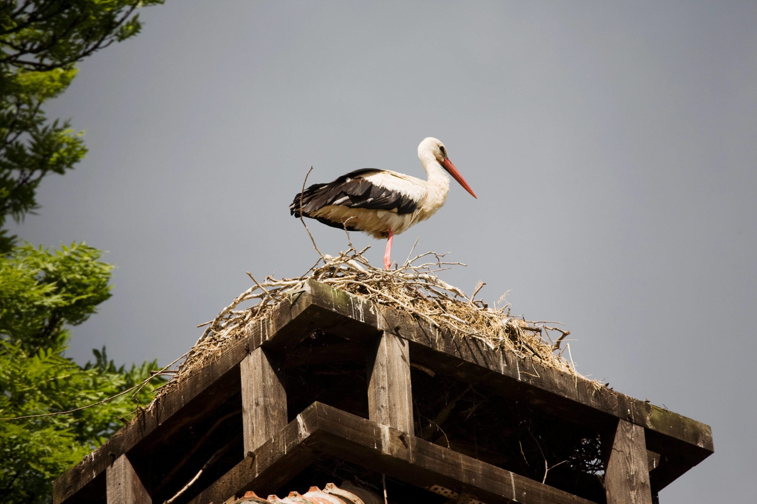 Ein Storch in seinem Nest in Lübbenau. Foto: imago images/Olaf Döring