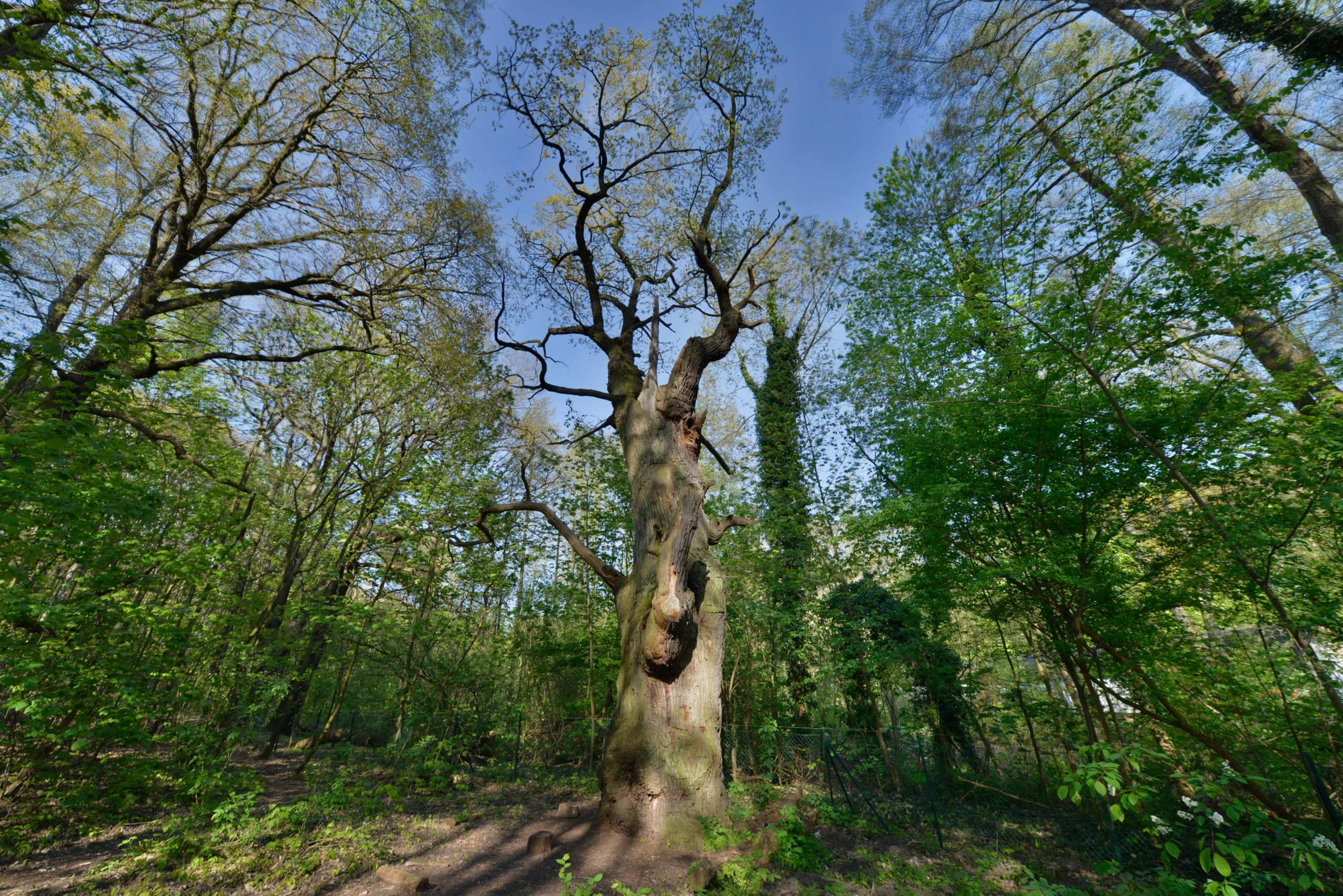 Es gibt viele besondere Bäume in Berlin – zum Beispiel den ältesten, der liebevoll dicke Marie genannt wird. Foto: Imago/Schöning