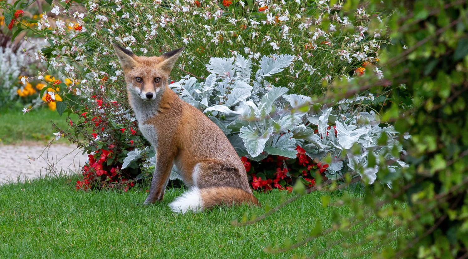 Ein Fuchs in einem Berliner Park