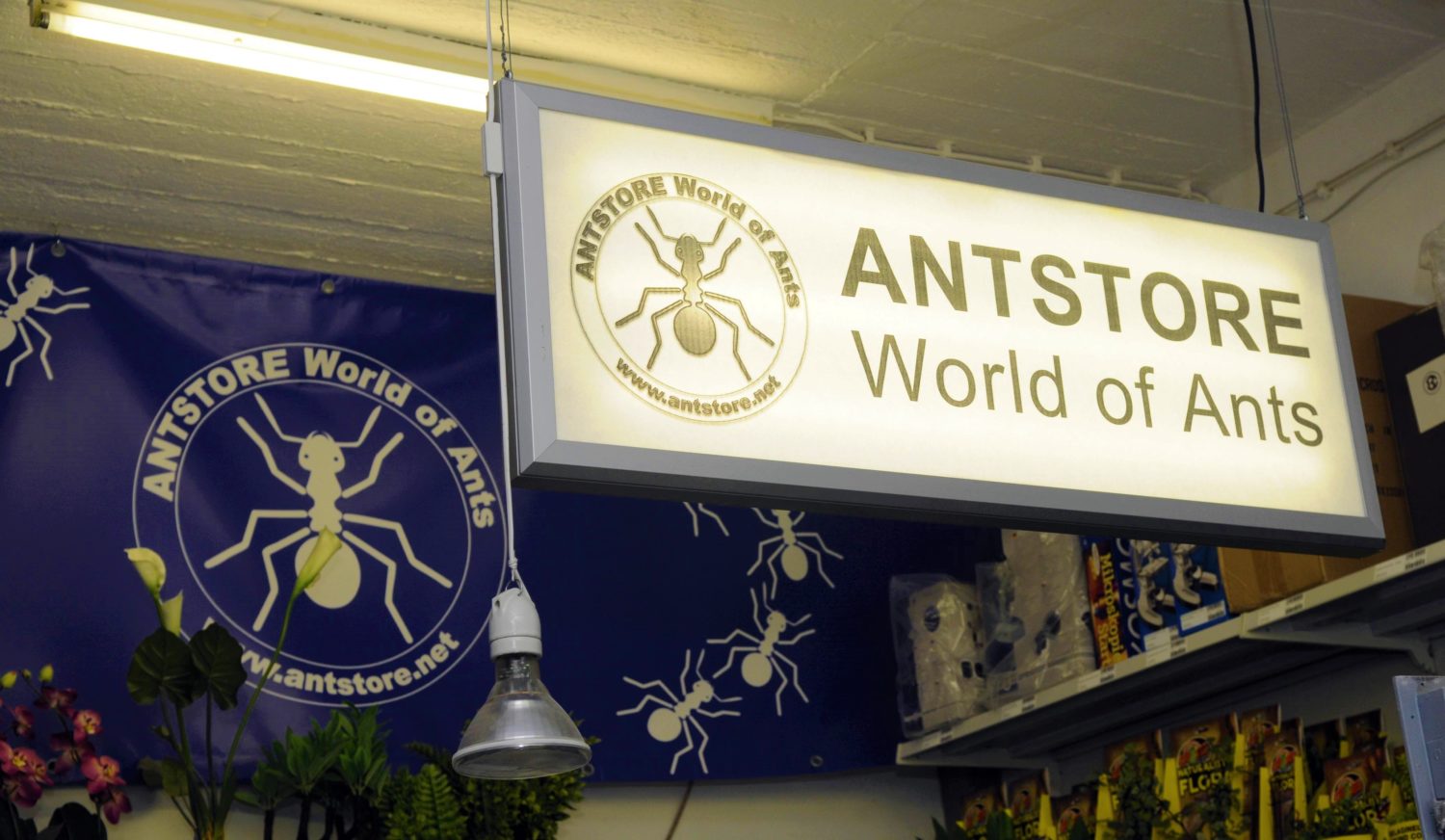 Der erste und größte Ameisenladen in Deutschland.   Foto: Imago/Bernd Friedel
