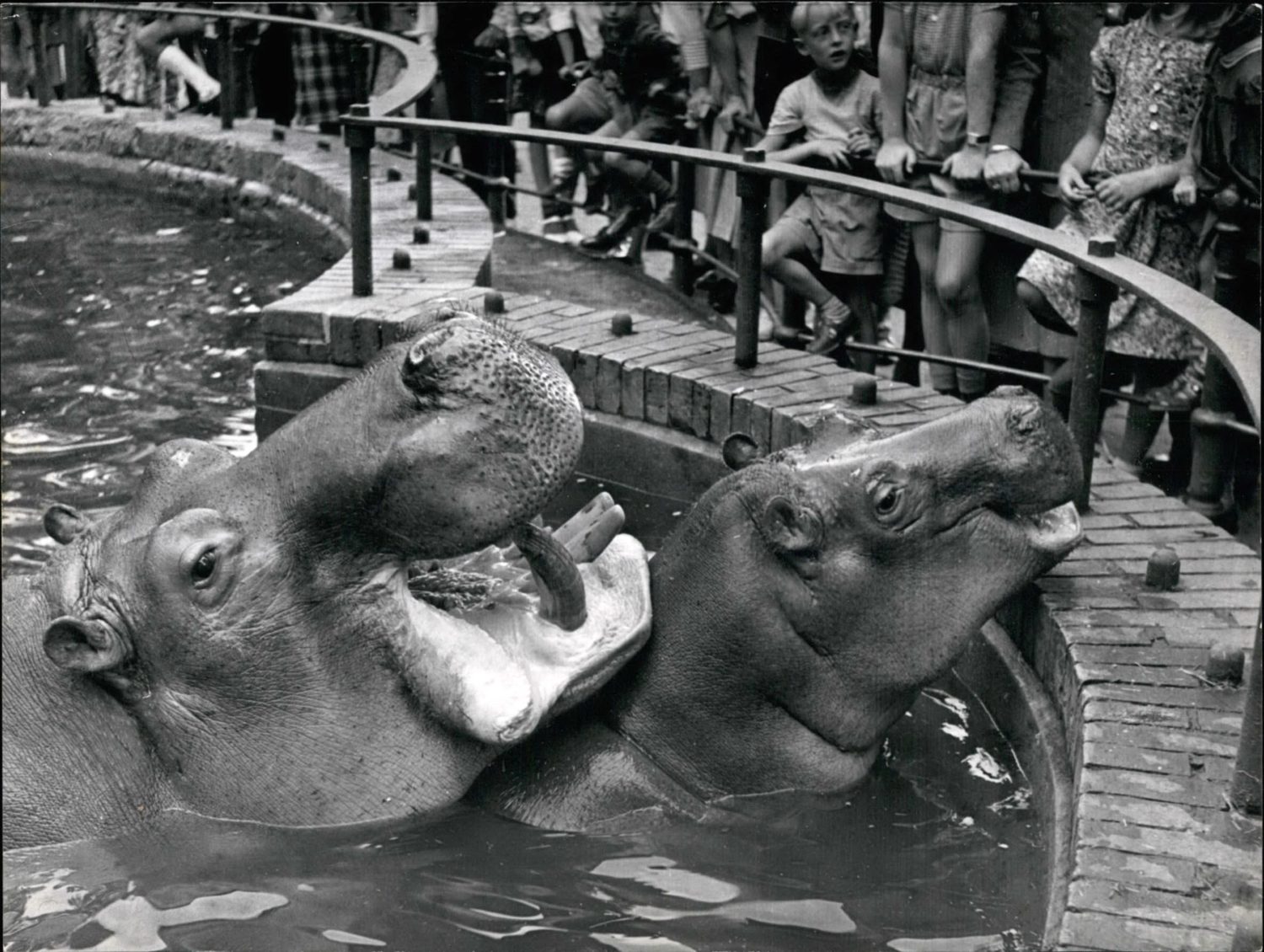 Zoo Berlin: Der dicke Knautschke war in ganz Berlin beliebt. Hier vergnügt er sich mit einer Artgenossin im Sommer 1953