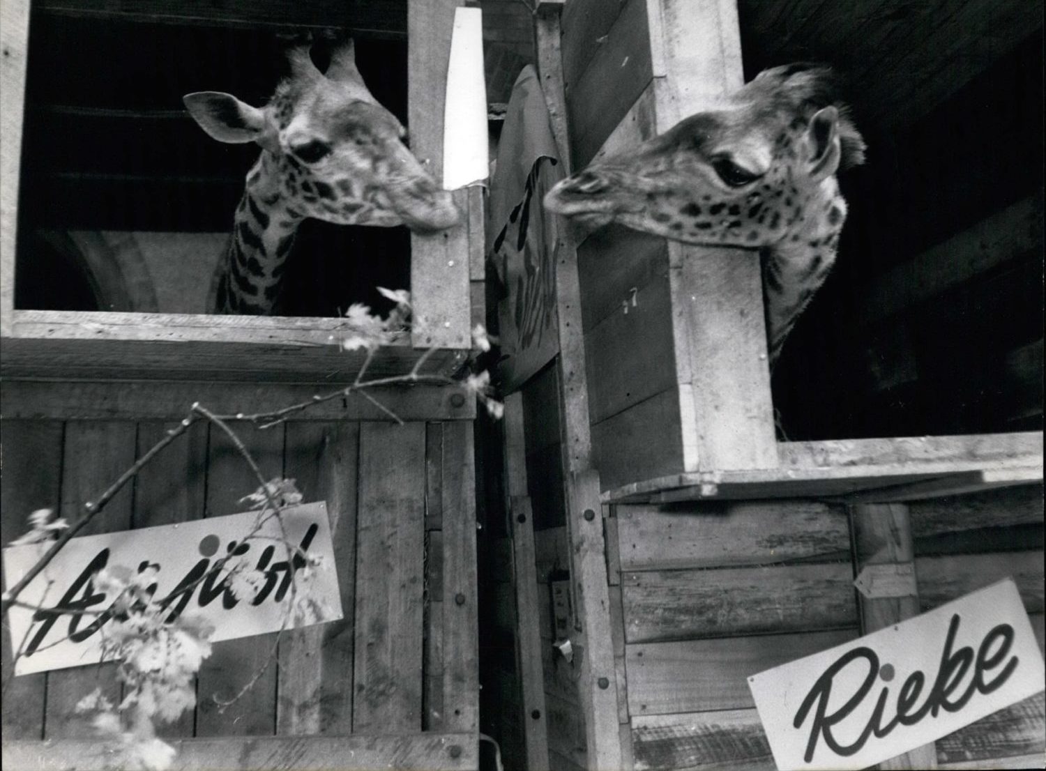 Zoo Berlin: Die erste Giraffenlady Rieke starb im Februar 1957, auf dem Foto sehen wir ihre Nachfolgerin: Rieke, die Zweite, Mai 1957. 