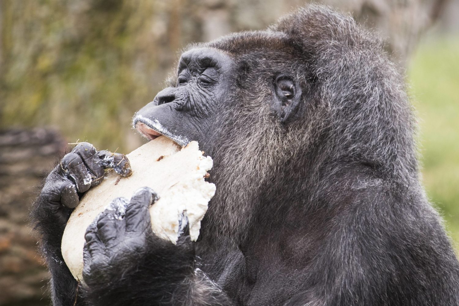 Zoo Berlin: Der älteste Gorilla in der Welt, Fatou, isst die Geburtstagstorte zu ihrem 61. Geburtstag am 13. April 2018. 