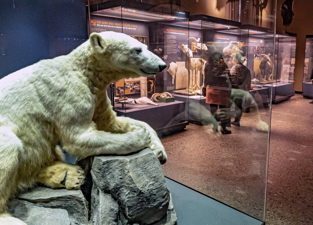 Kühle Orte in Berlin Im Naturkundemuseum ist es schön kühl. Eisbär Knut ist auch hier.