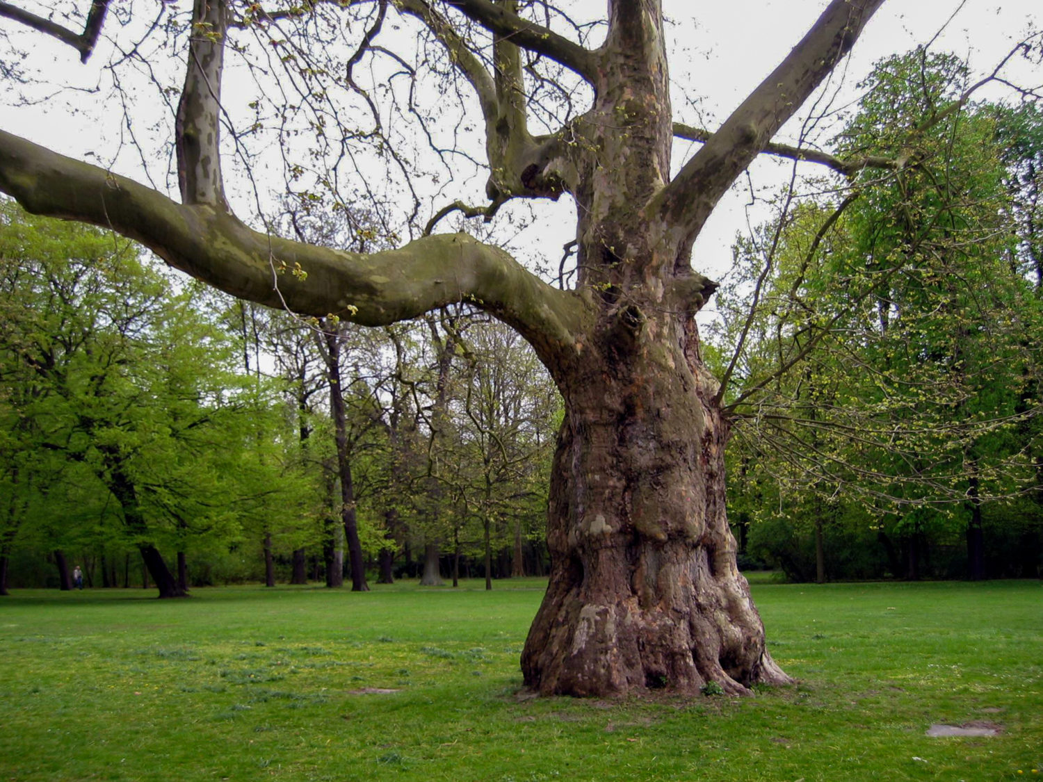 Der alte Baumbestand gehört zum Schlosspark Pankow. Foto: Imago/Hohlfeld