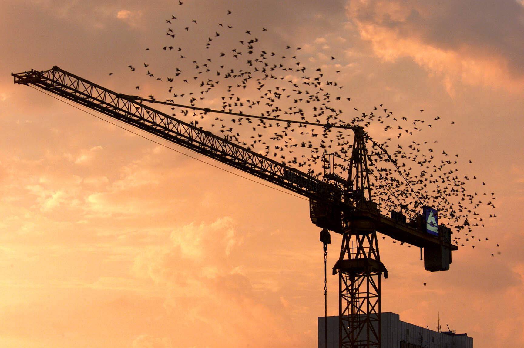 Vogelschwärme über Berlin: Zugvögel sammeln sich auf einem Berliner Baukran. Foto: Imago/PEMAX