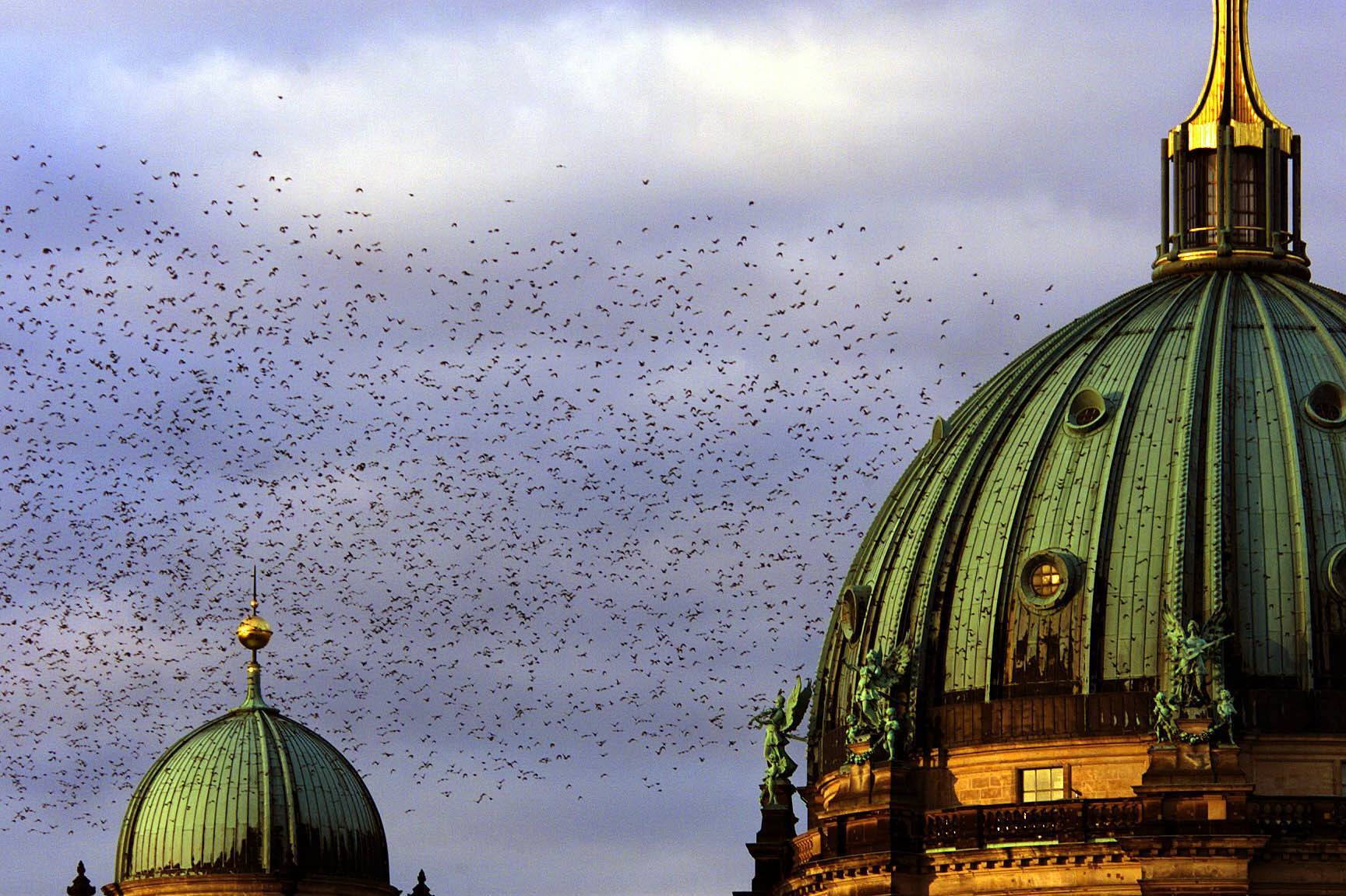 Vogelschwarm fliegt über der Kuppel des Berliner Doms. Foto: Imago/PEMAX