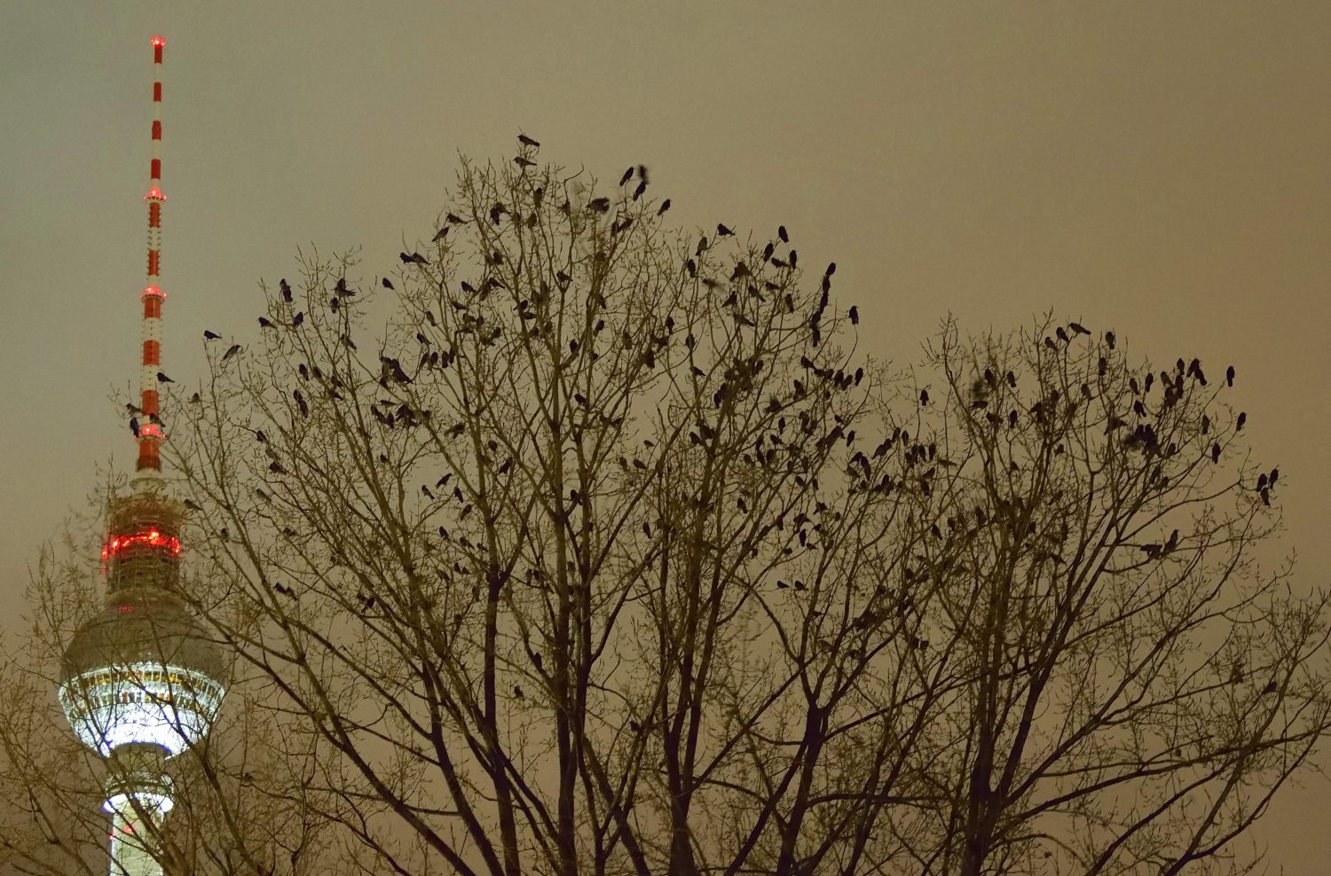 Vogelschwärme über Berlin: Nebelkrähen auf ihrem Schlafbaum vor dem Fernsehturm. Foto: Imago/BRIGANI-ART