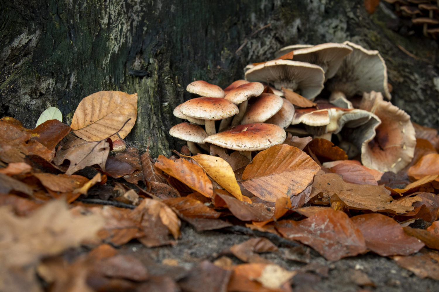 Im Grunewald trifft man an sonnigen Herbsttagen häufig auf aufmerksame Pilzesammler. 