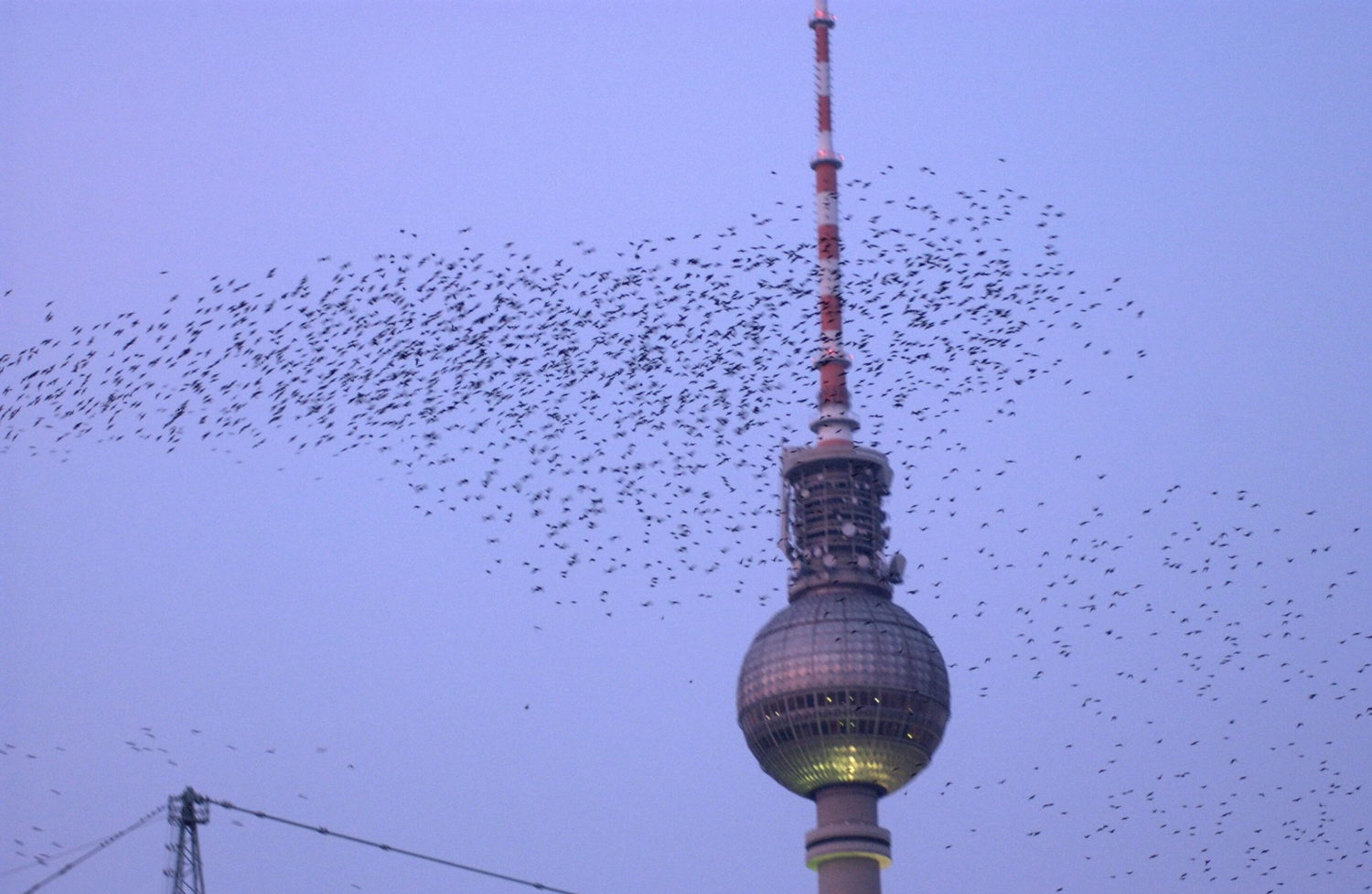 Vogelschwarm vor dem Berliner Fernsehturm. Foto: Imago/BRIGANI-ART
