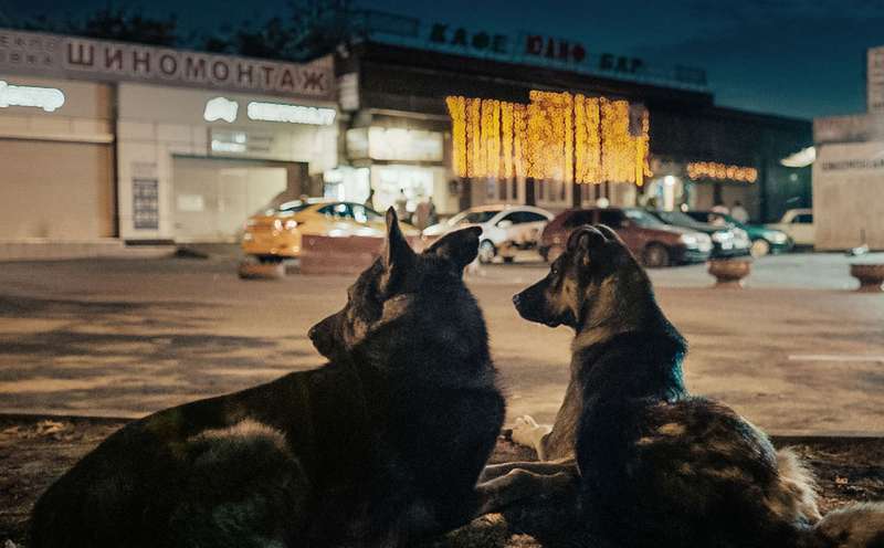 Filmstarts vom 24. September: "Space Dogs" von Elsa Kremser & Levin Peter