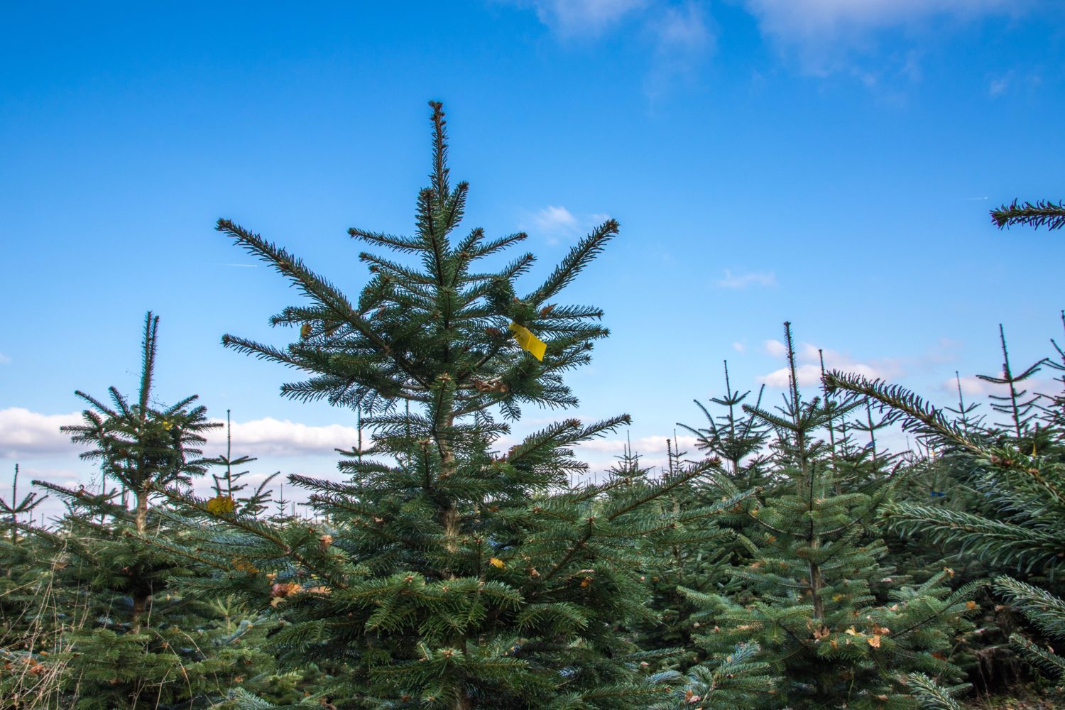 Schon ab Mitte November kann auf die Jagd nach dem perfekten Christbaum gehen. Besonders schön: wenn der Bio-Weihnachtsbaum aus ökologischem Anbau stammt.  Foto: Imago Images/Michael Eichhammer