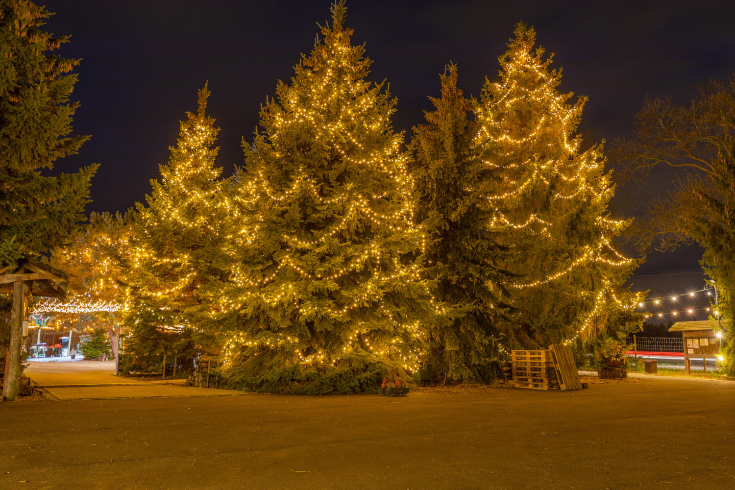In der Vorweihnachtszeit ist der Werderaner Tannenhof festlich geschmückt. Auf dem Gelände in Brandenburg könnt ihr selbst euren Weihnachtsbaum schlagen. Foto: Werderaner Tannenhof