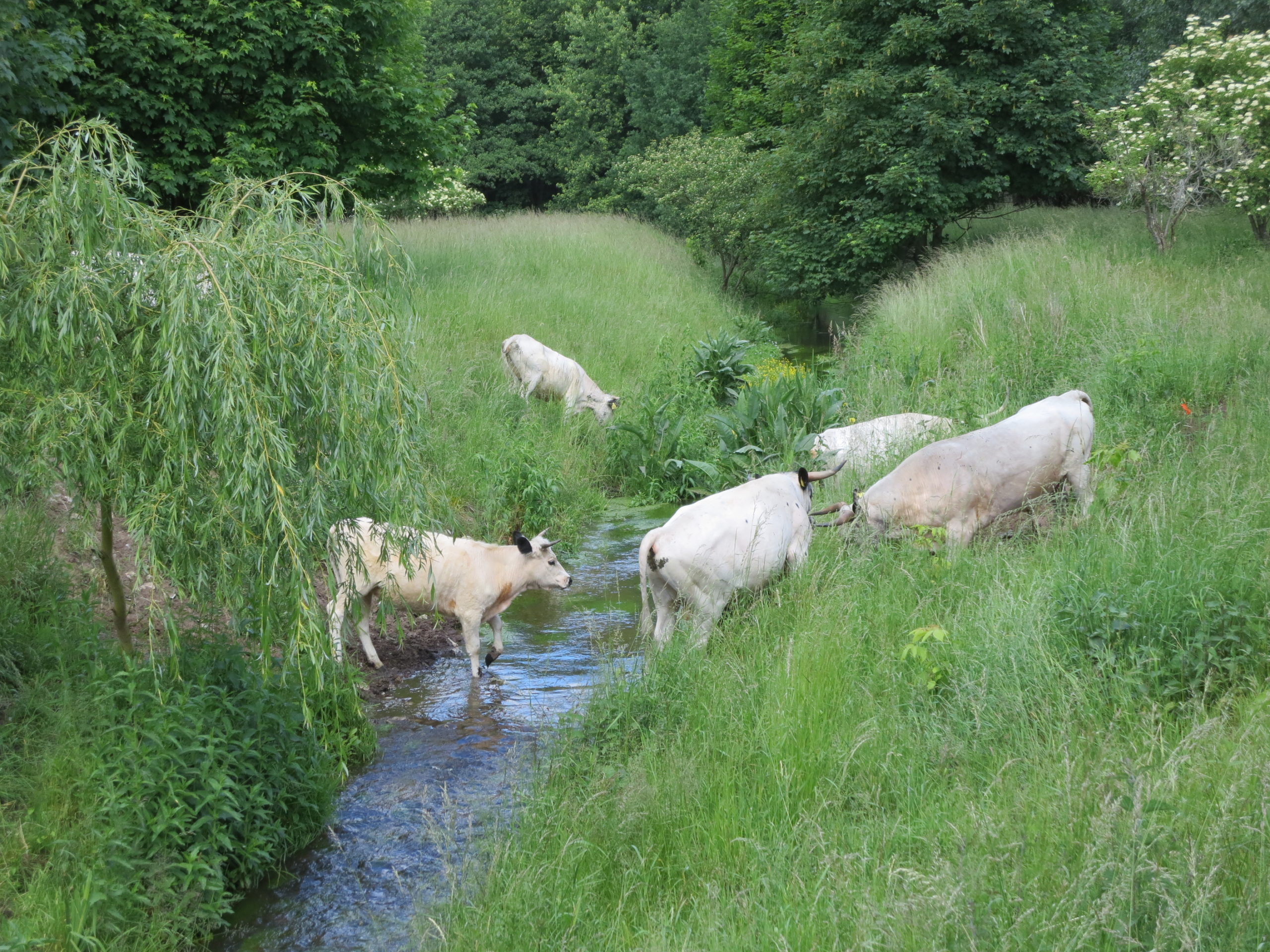 Flüsse in Berlin: Rinder am Lietzengraben im Naturschutzgebiet „Karower Teiche“. Foto: Sinuhe20/Wikimedia Commons/CC BY-SA 3.0