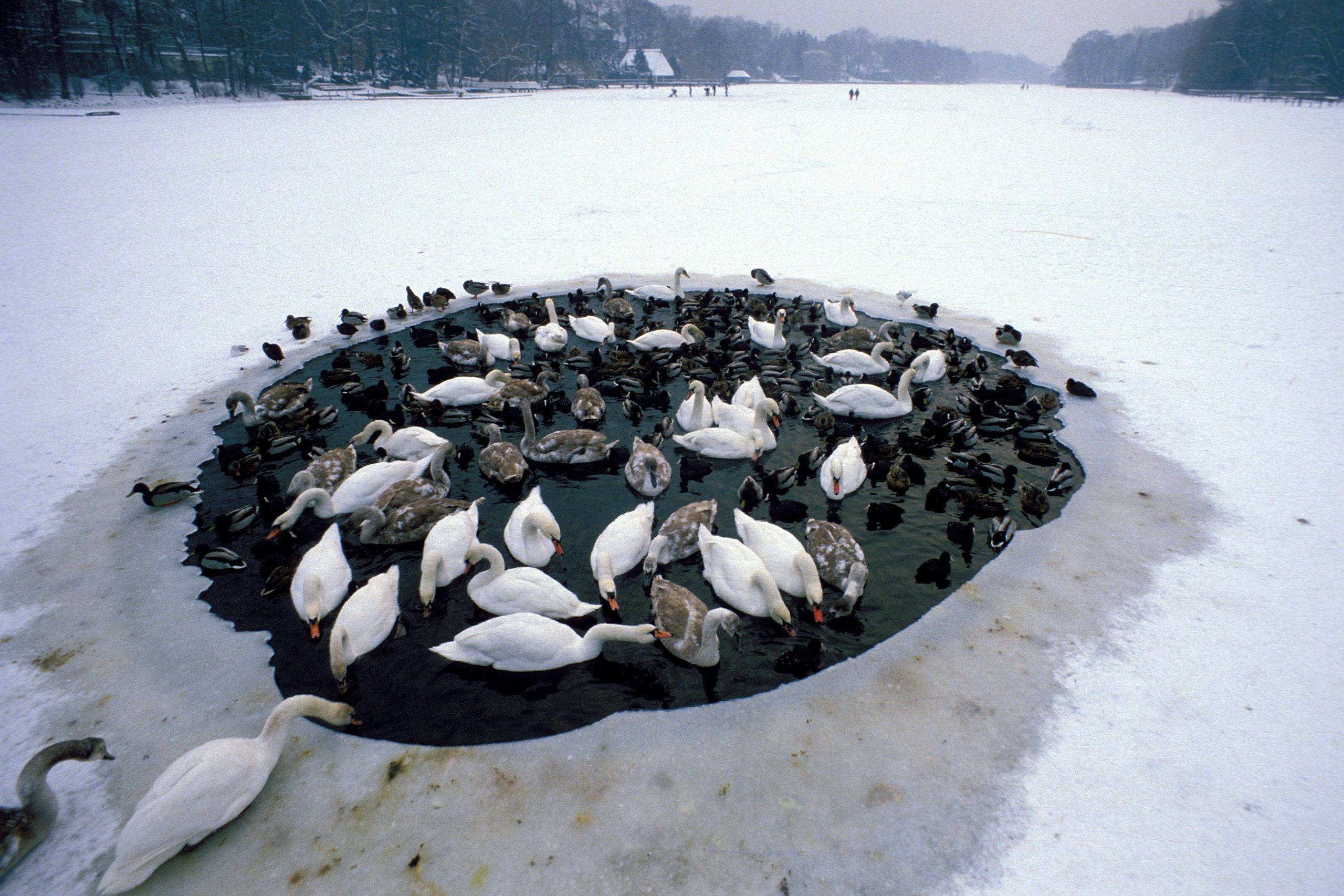 Enten und Schwäne in einem Wasserloch auf dem zugefrorenen Wannsee, 22. Dezember 1996. Foto: Imago/Dieter Matthes