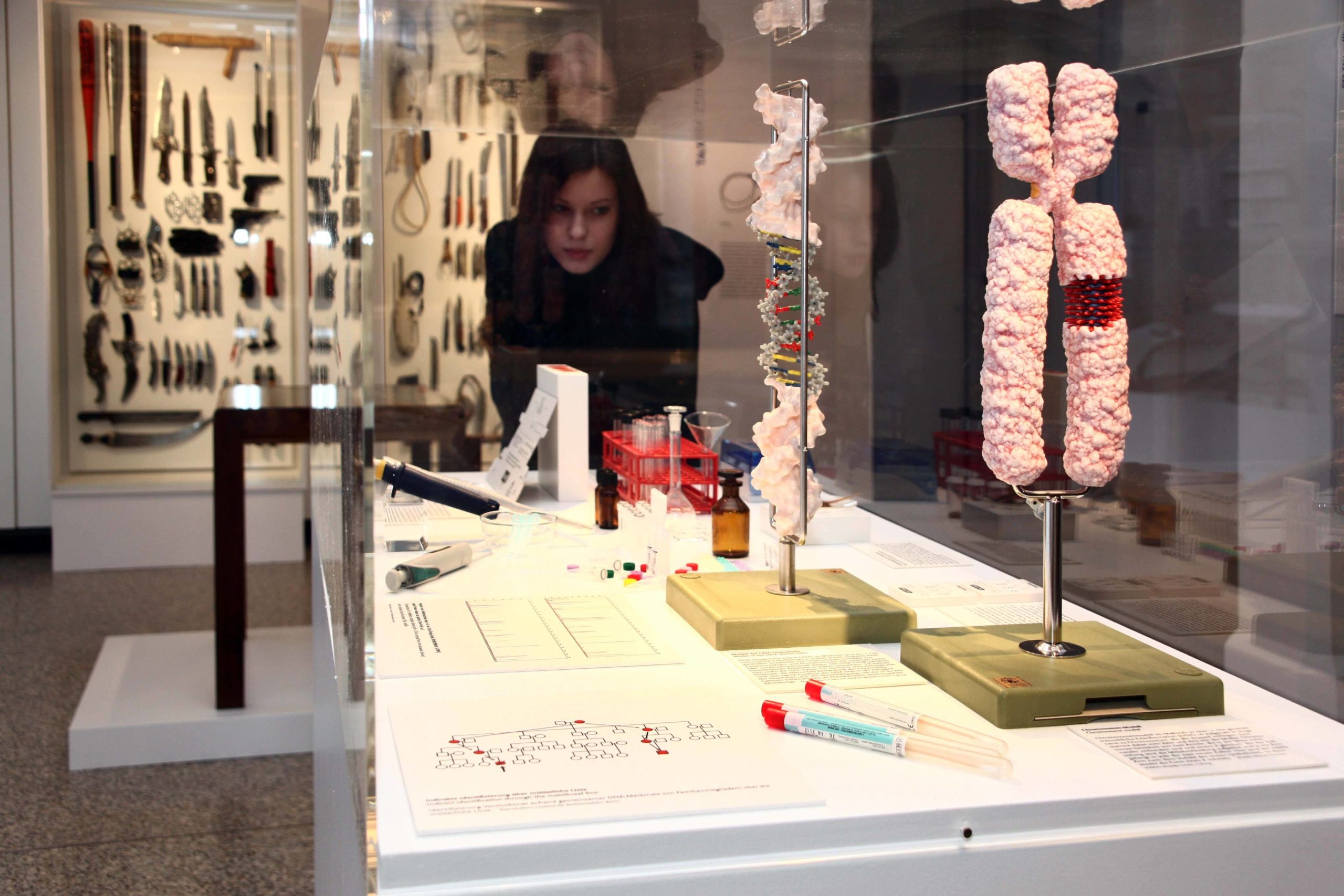  DNA- und Chromosomen-Modell im Medizinhistorischen Museum der Charité Berlin. Foto: Imago/Sabine Gudath