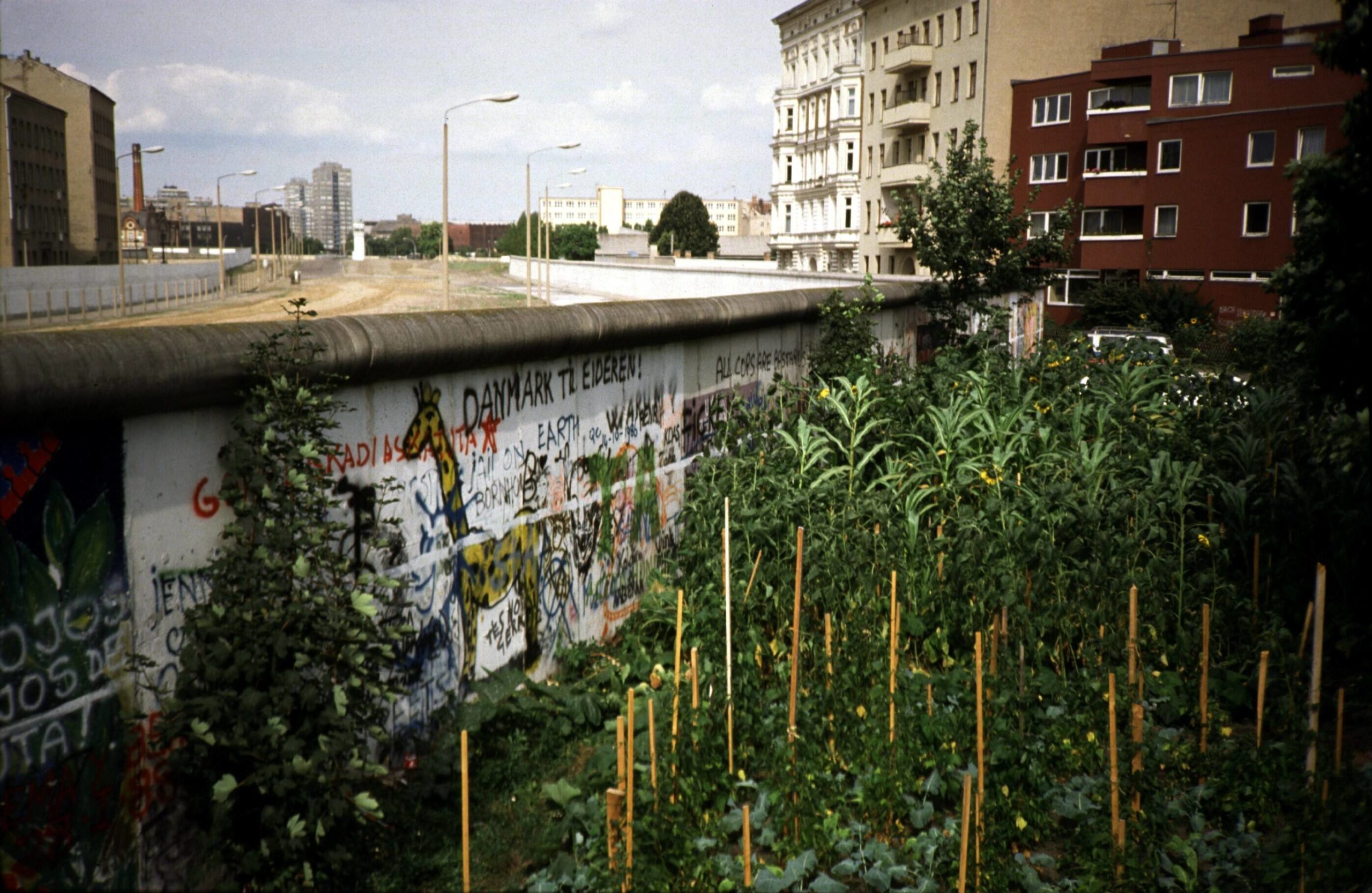 Sonnenblumen an der intakten Berliner Mauer in Kreuzberg, Nähe Mariannenplatz, 1980er-Jahre. Foto: Imago/Brigani Art
