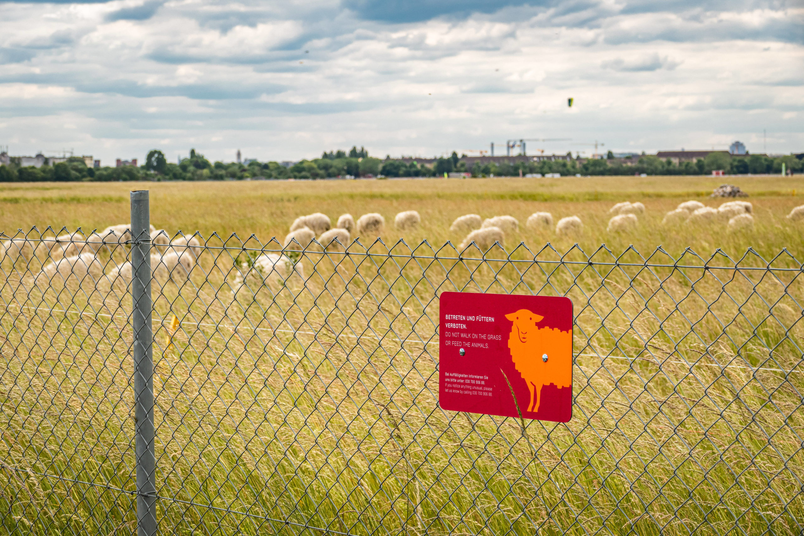 Füttern verboten, klar, ist ja genug Gras da. Die süßen Schafe auf dem Tempelhofer Feld stört der Lockdown nicht. Foto: Imago/Stefan Zeitz