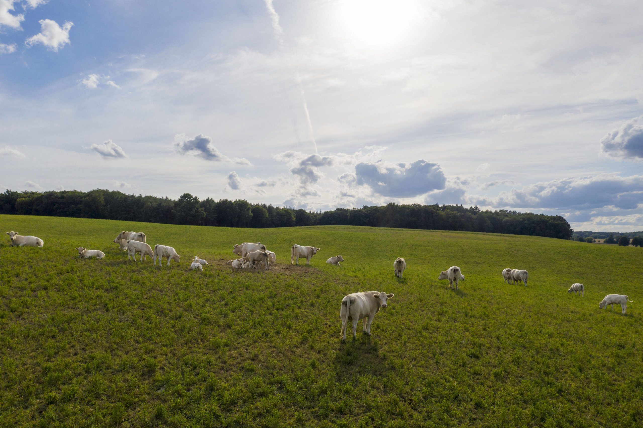 Glückliche Kühe auf der Wiese. So sieht das Funkloch aus. Foto: Imago/Christian Thiel