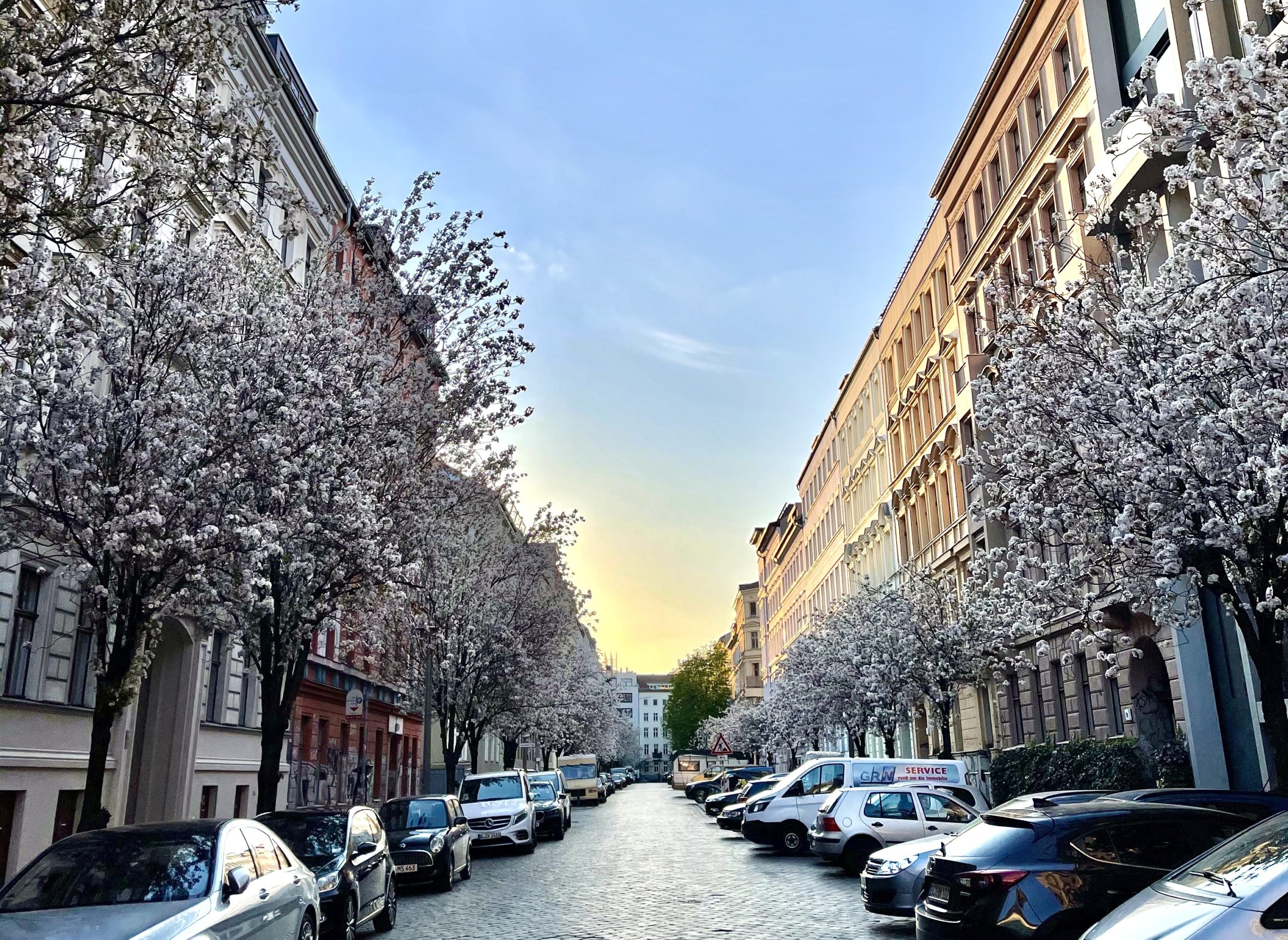 12 Mal Kirschblüte in Berlin: Hier blüht es gerade besonders schön 