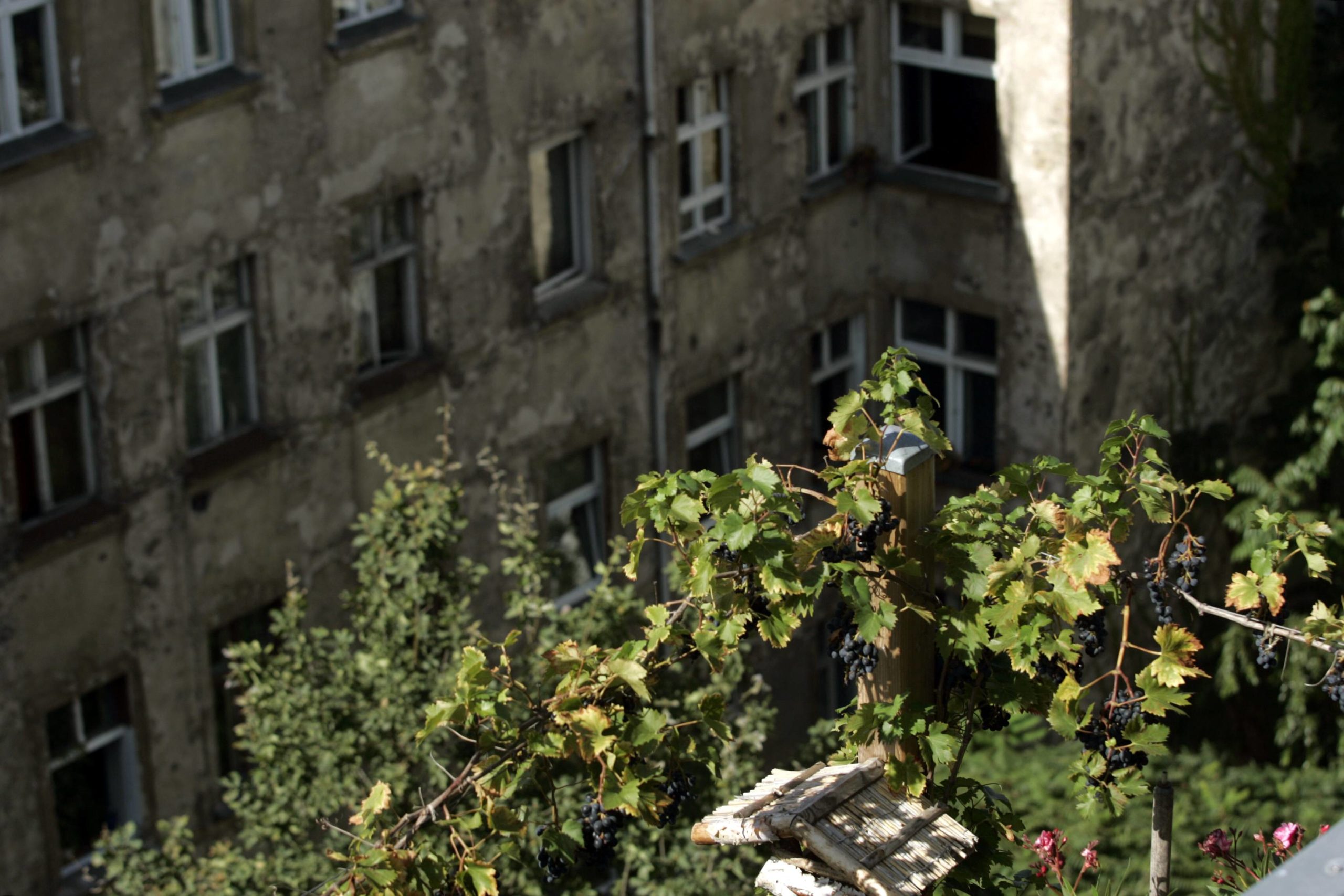 Dächer über Berlin: Weinreben in einem Dachgarten in Prenzlauer Berg. Foto: Imago/Götz Schleser