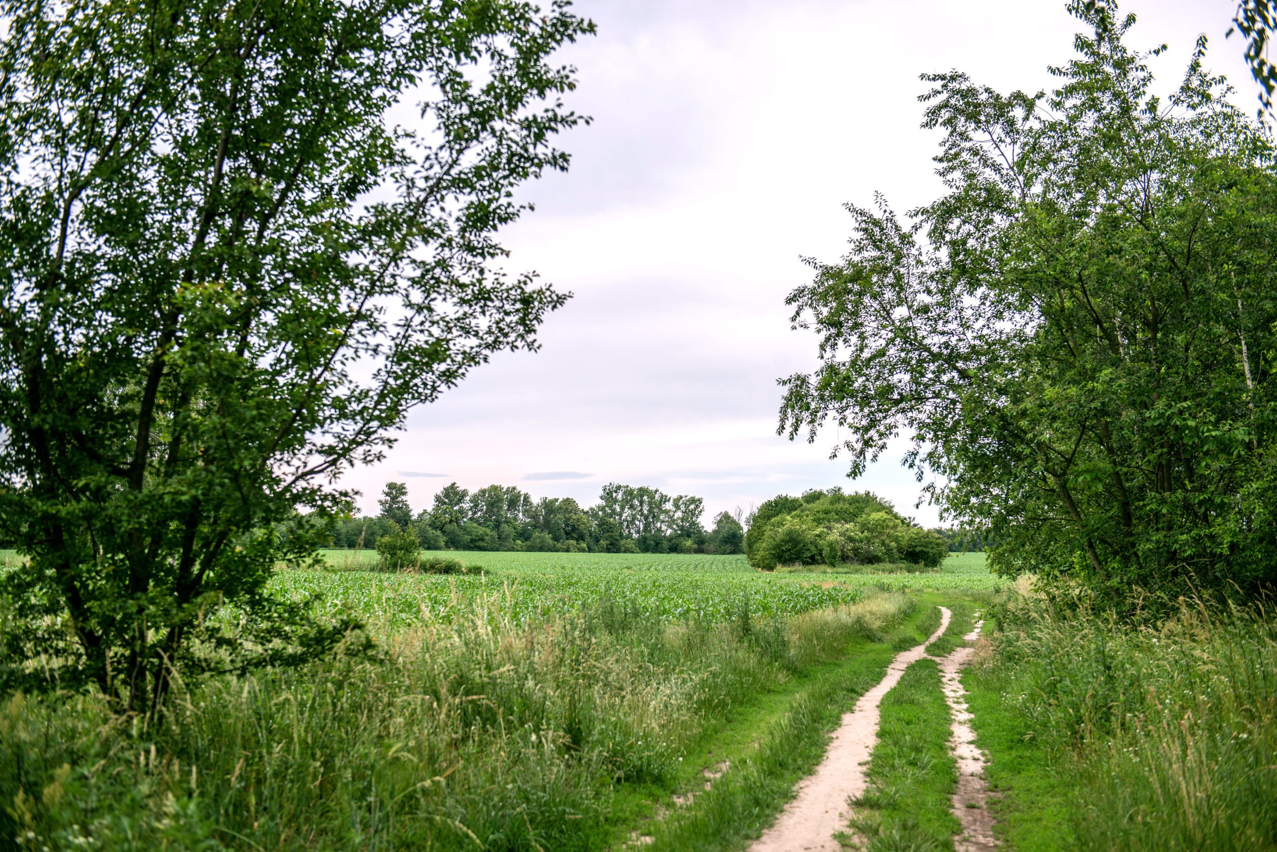 Feldweg süd- westlich der Invalidensiedlung, nahe des ehemaligen Kolonnen-, heutigen Mauerwegs. Foto: F. Anthea Schaap