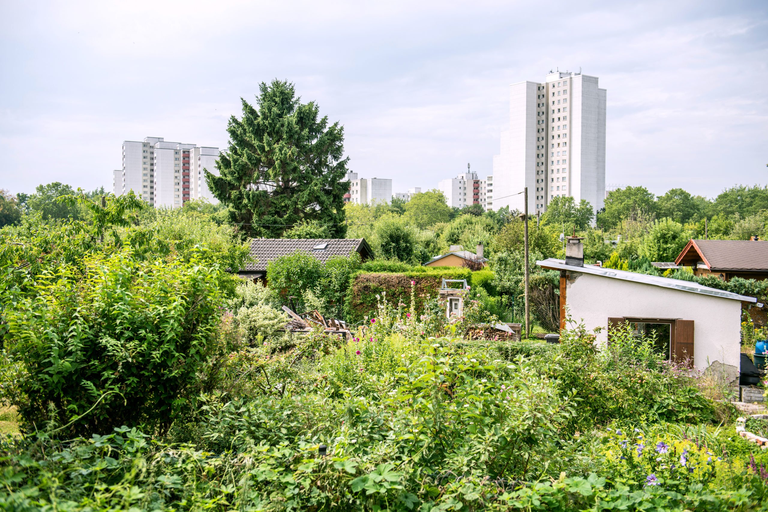 Berliner Idylle: Auf unserer Tour auf dem Mauerweg passieren wir Kleingärten vor Plattenbauten. Foto: F. Anthea Schaap