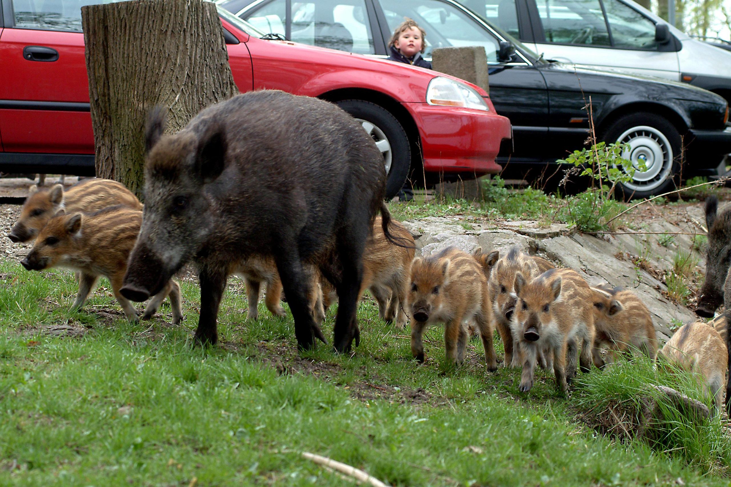 Wildschweine in Berlin: Wildschwein-Bache mit Nachwuchs an einem Parkplatz. Foto: Imago/Petra Schneider