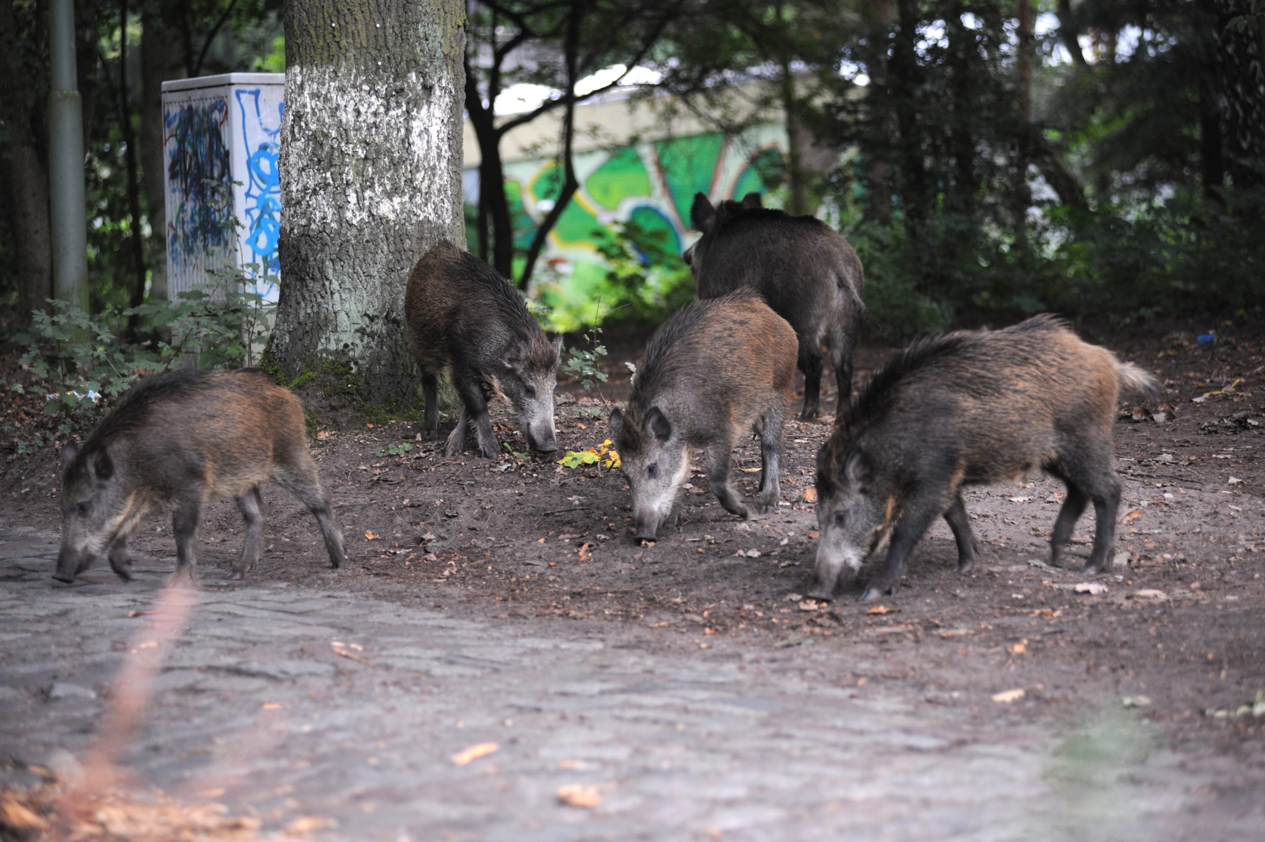 Wildschweine streifen durch eine Wohngegend in Reinickendorf. Foto: Imago/Petra Schneider