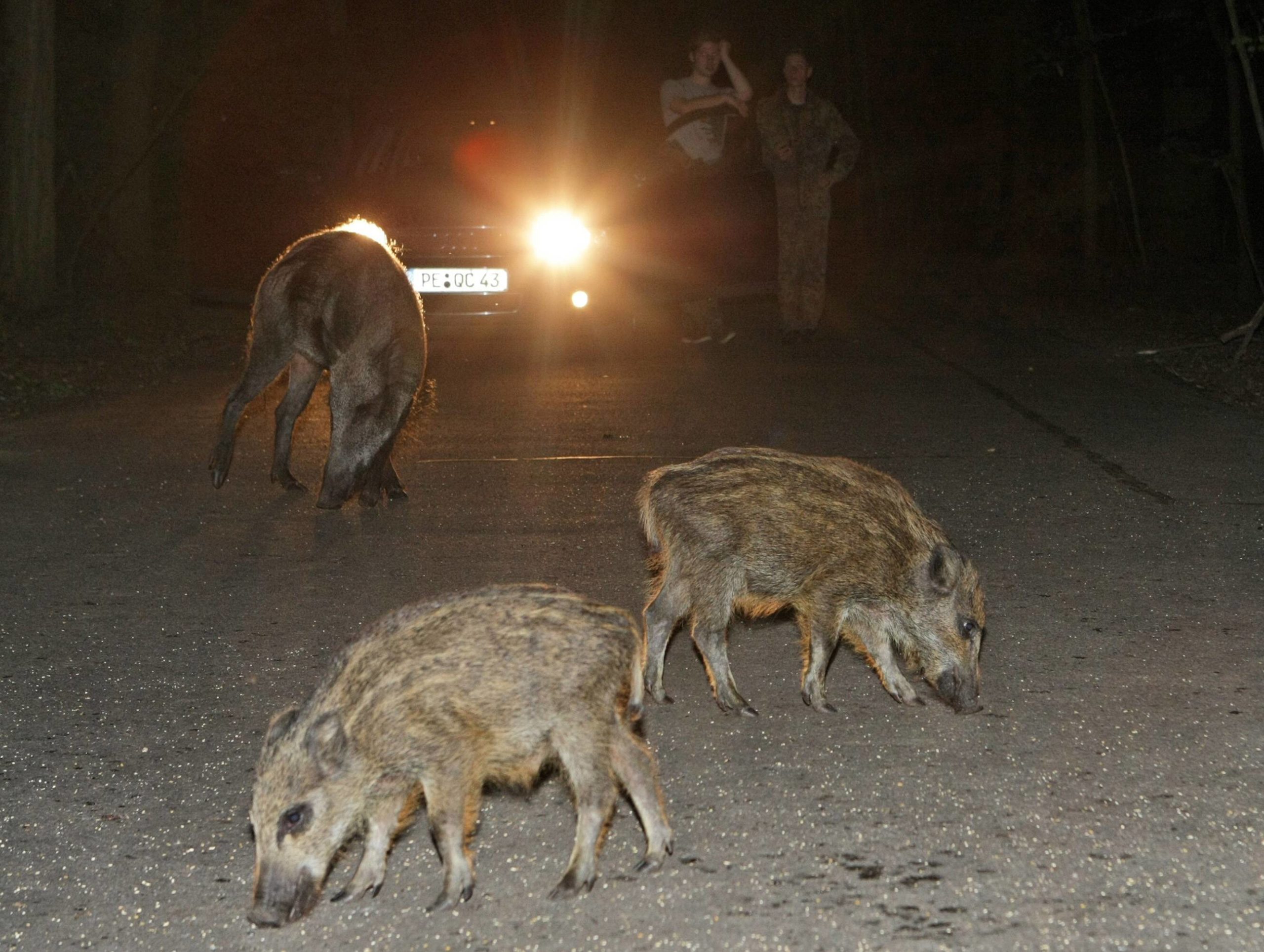 Wildschweine auf einer dunklen Waldstrasse am Wannsee in Zehlendorf. Foto: Imago/Olaf Wagner