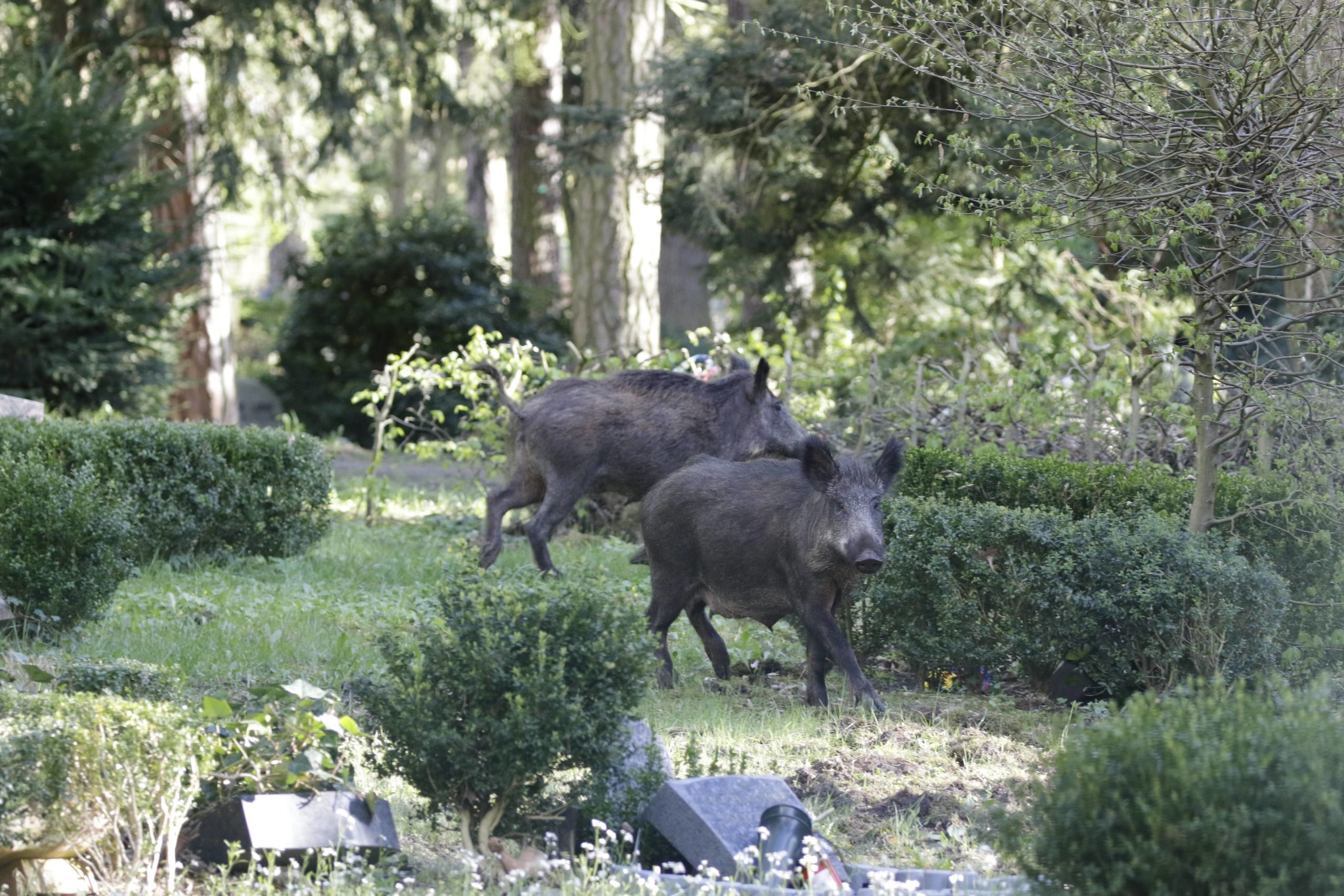 Wildschweine in Berlin: Friedhof In den Kisseln. Foto: Imago/Metodi Popow