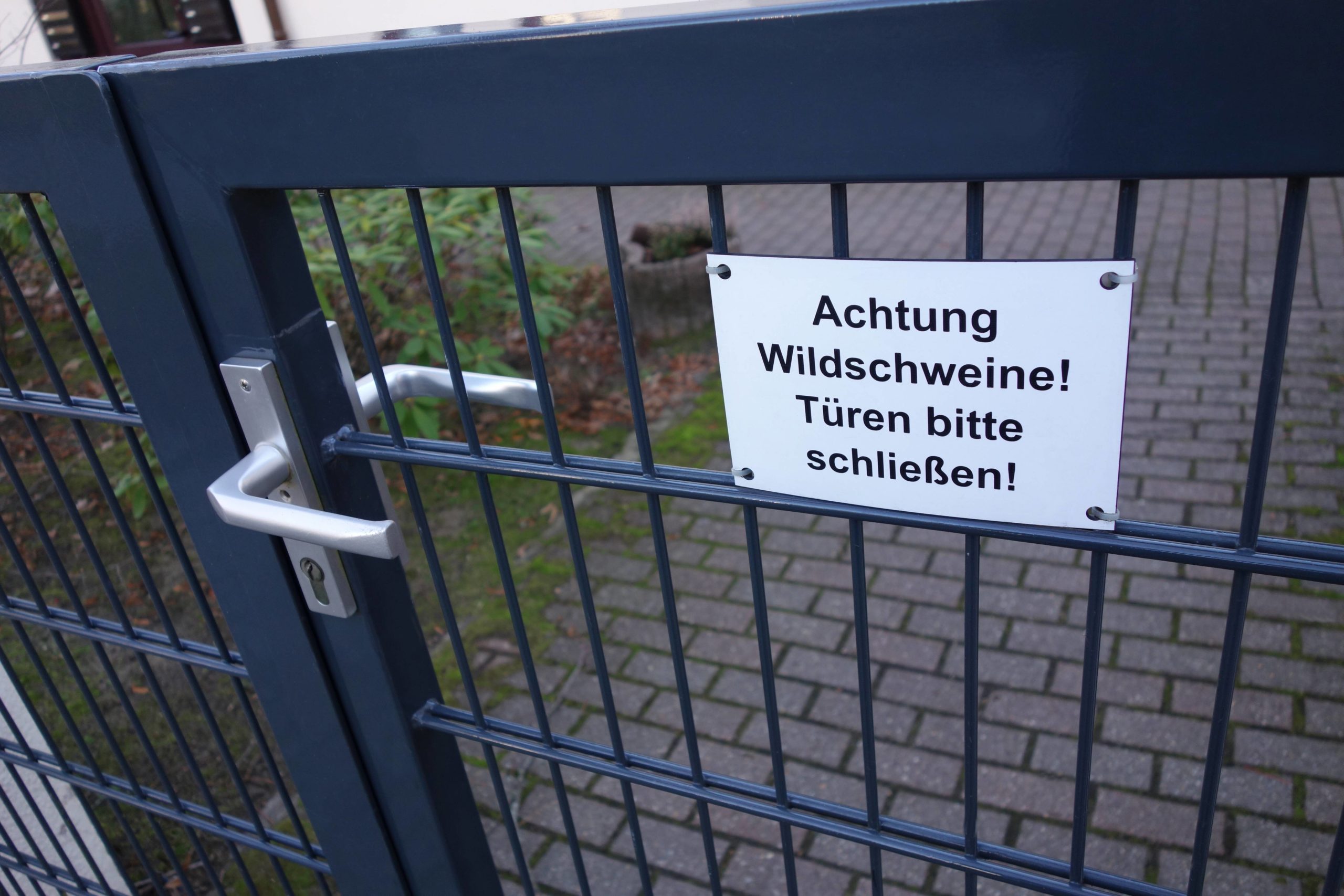 Achtung Wildschweine! - Türen bitte schließen! Foto: Imago/Müller-Stauffenberg