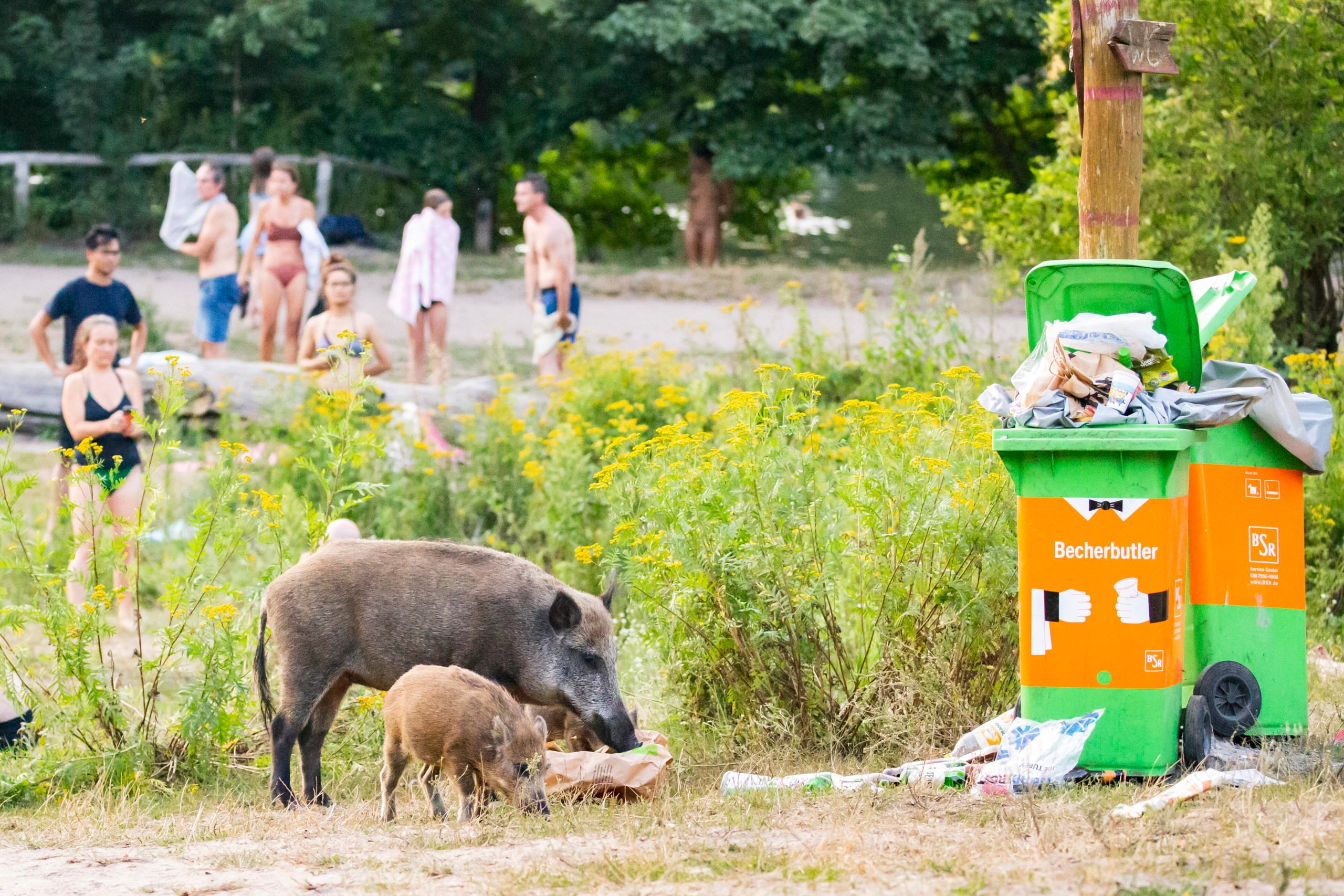 Wildschweine suchen nach Essen am Teufelssee. Foto: Imago/Emmanuele Contini