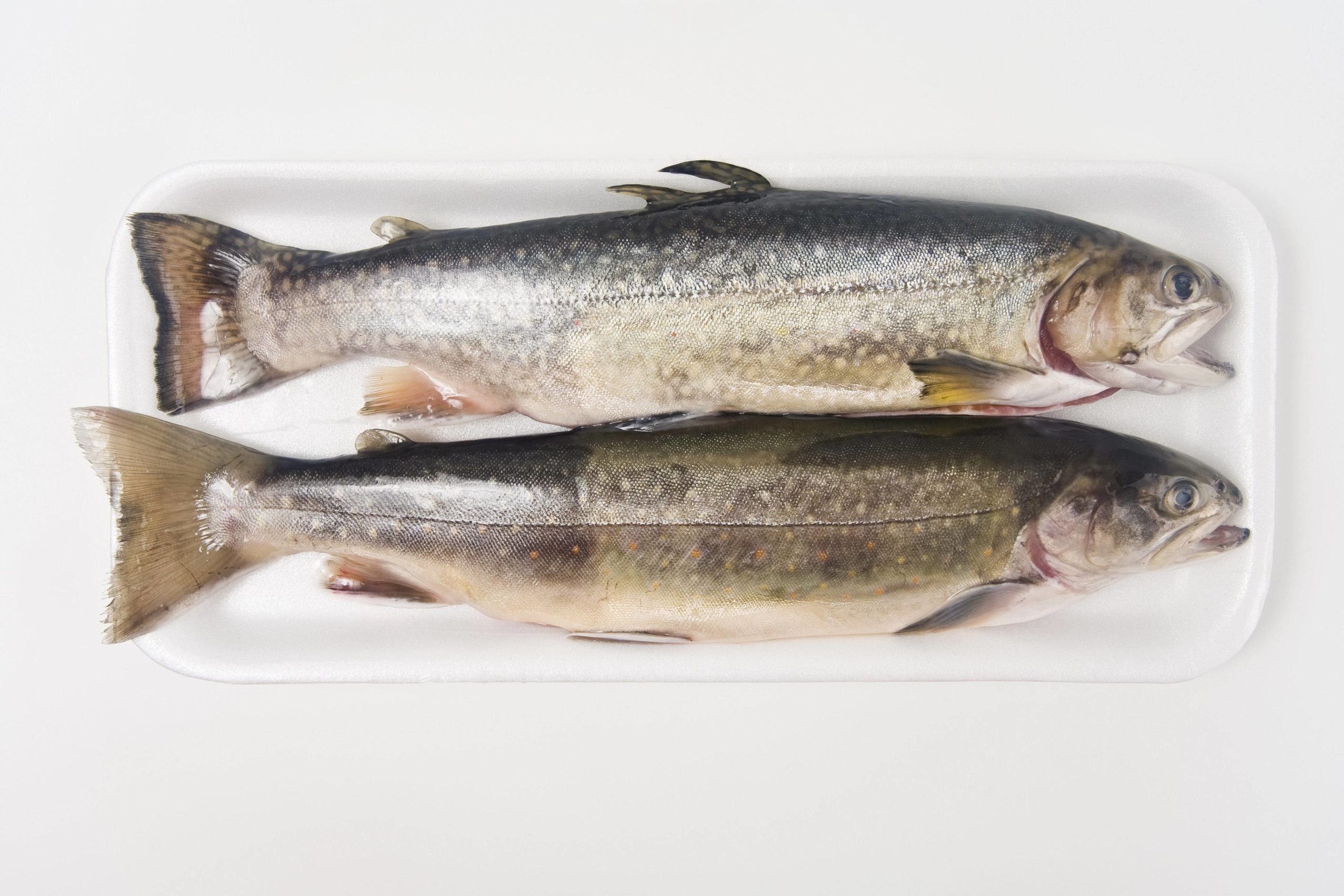 Fisch aus Brandenburg Die Müritzfischer aus Waren liefern ihre Ware an Privatleute und die Spitzengastronomie.