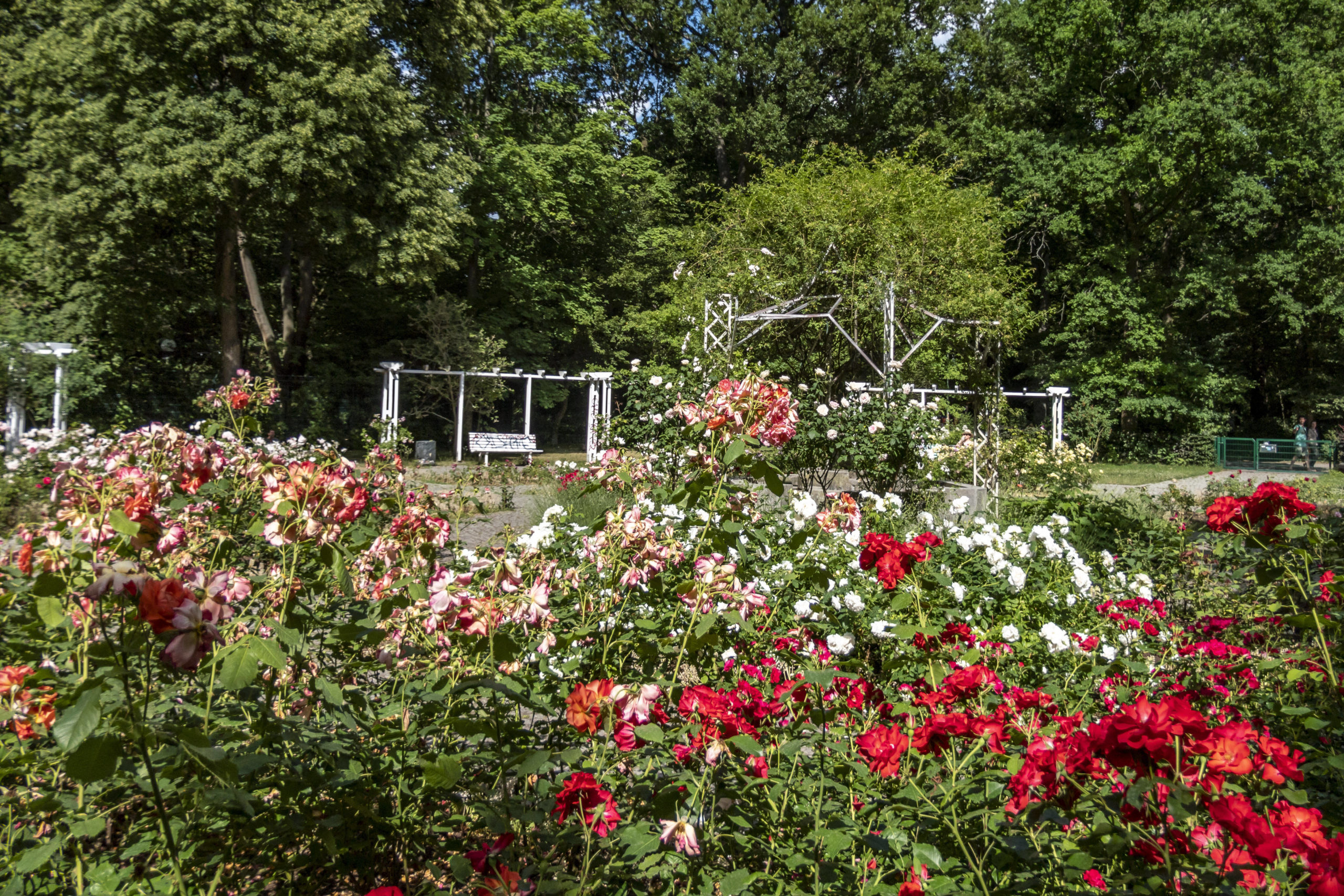Parks in Neukölln sind manchmal wild, manchmal aber auch sehr gepflegt – so wie der Rosengarten im Volkspark Hasenheide. Foto: Imago/Jürgen Held